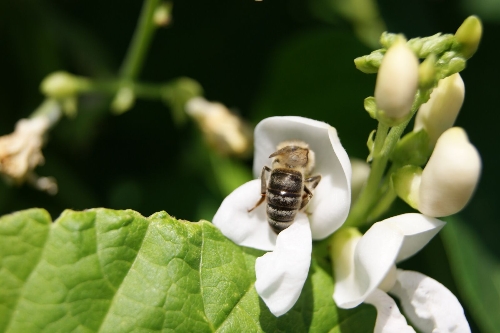 Sony Alpha DSLR-A390 sample photo. Bee, flower bean, summer photography