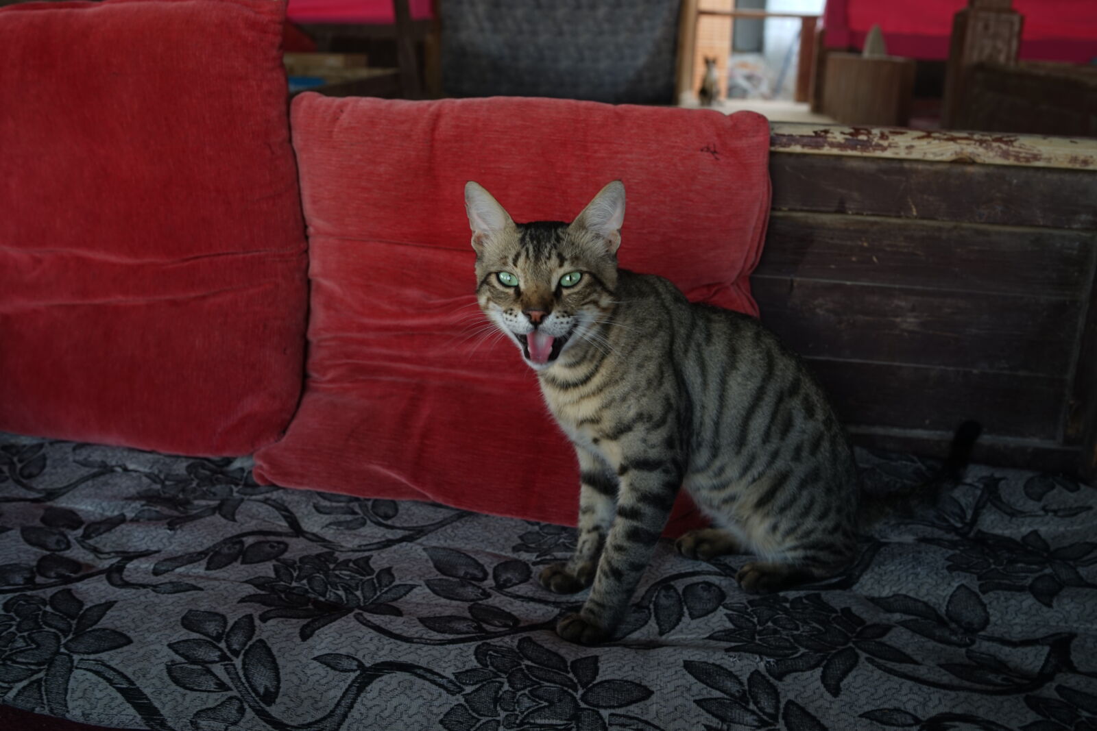 Sony a7 sample photo. Cat photography
