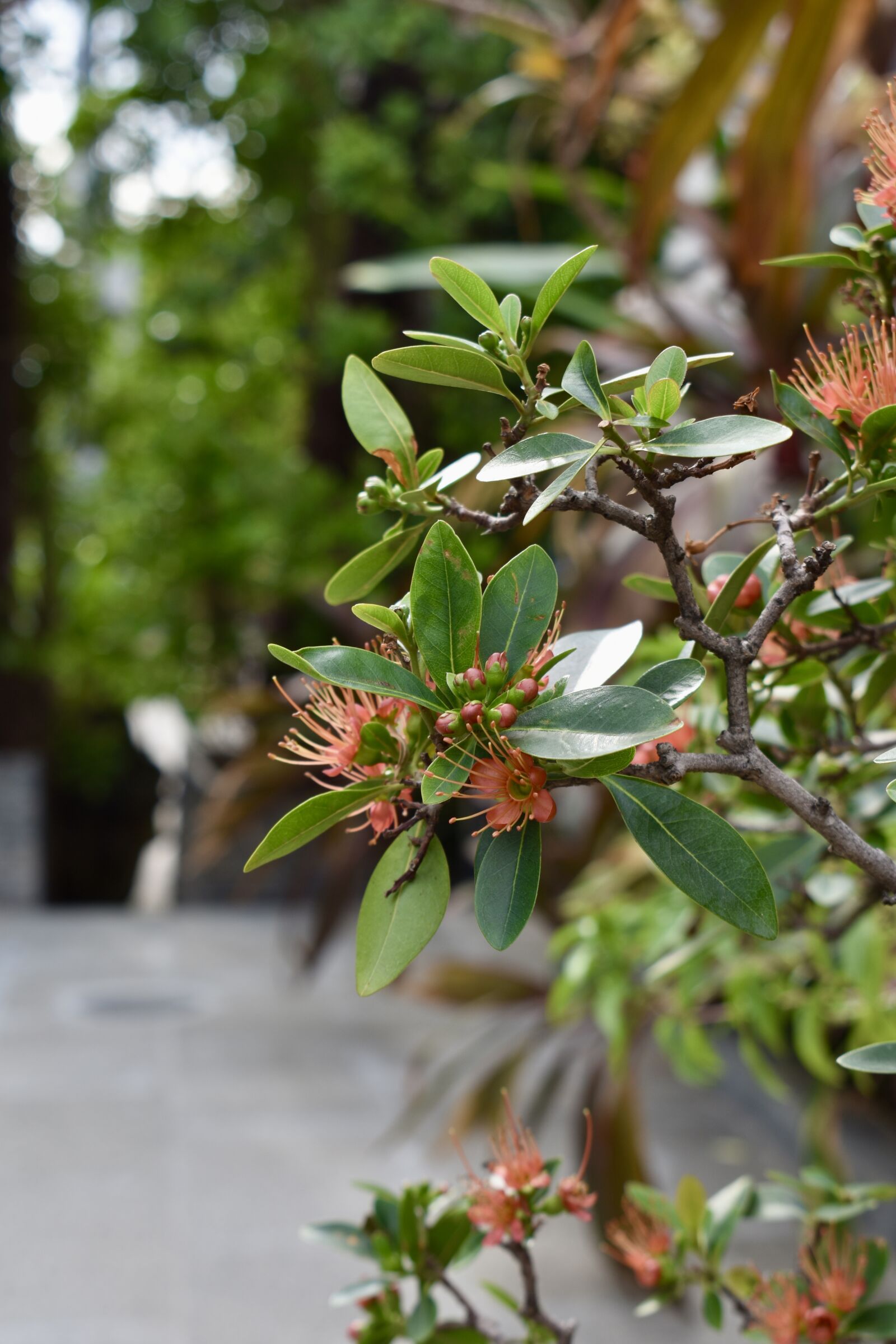Nikon D3400 sample photo. Southern rata photography