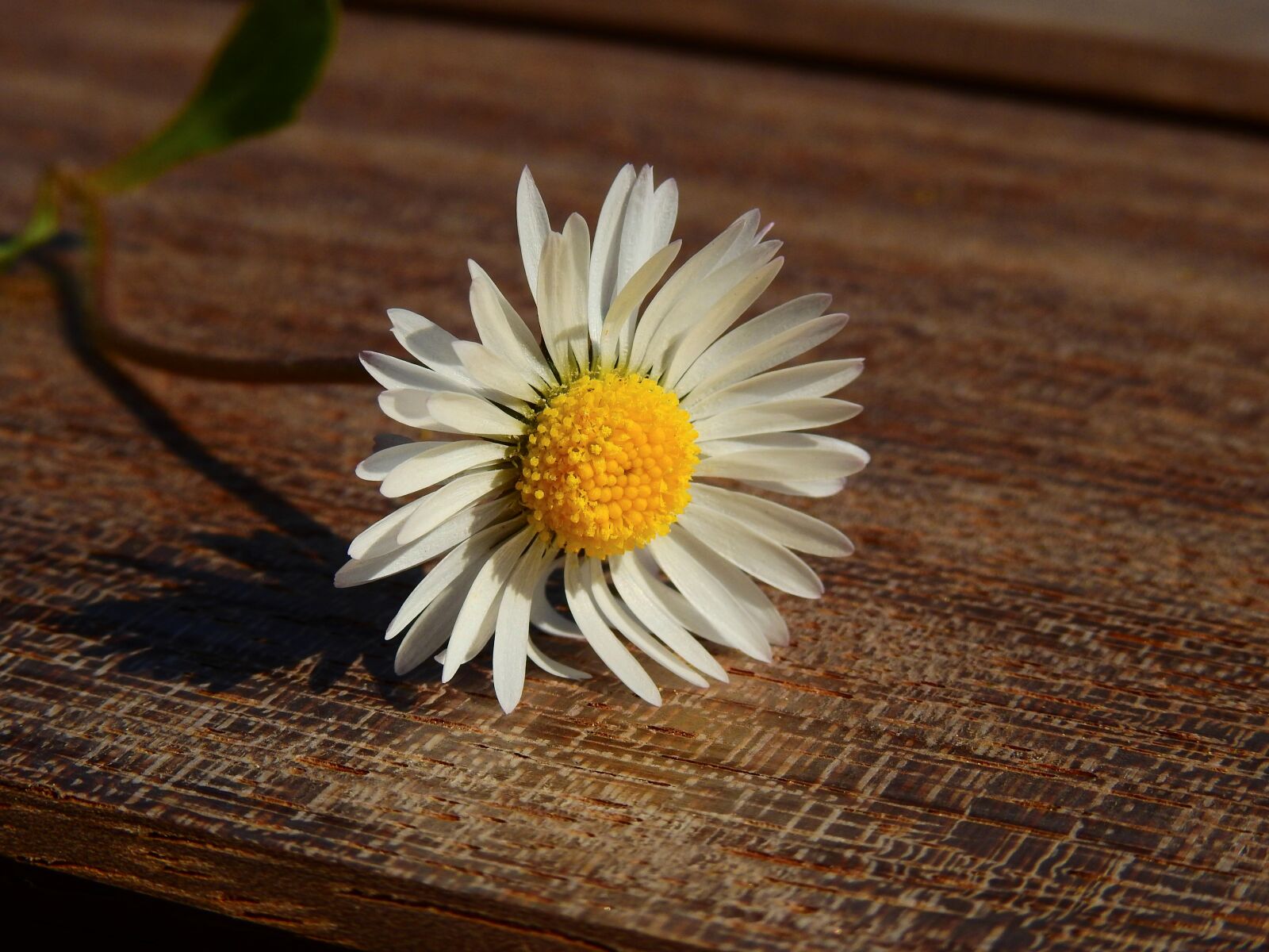 Nikon Coolpix P900 sample photo. Daisy, flowers, nature photography