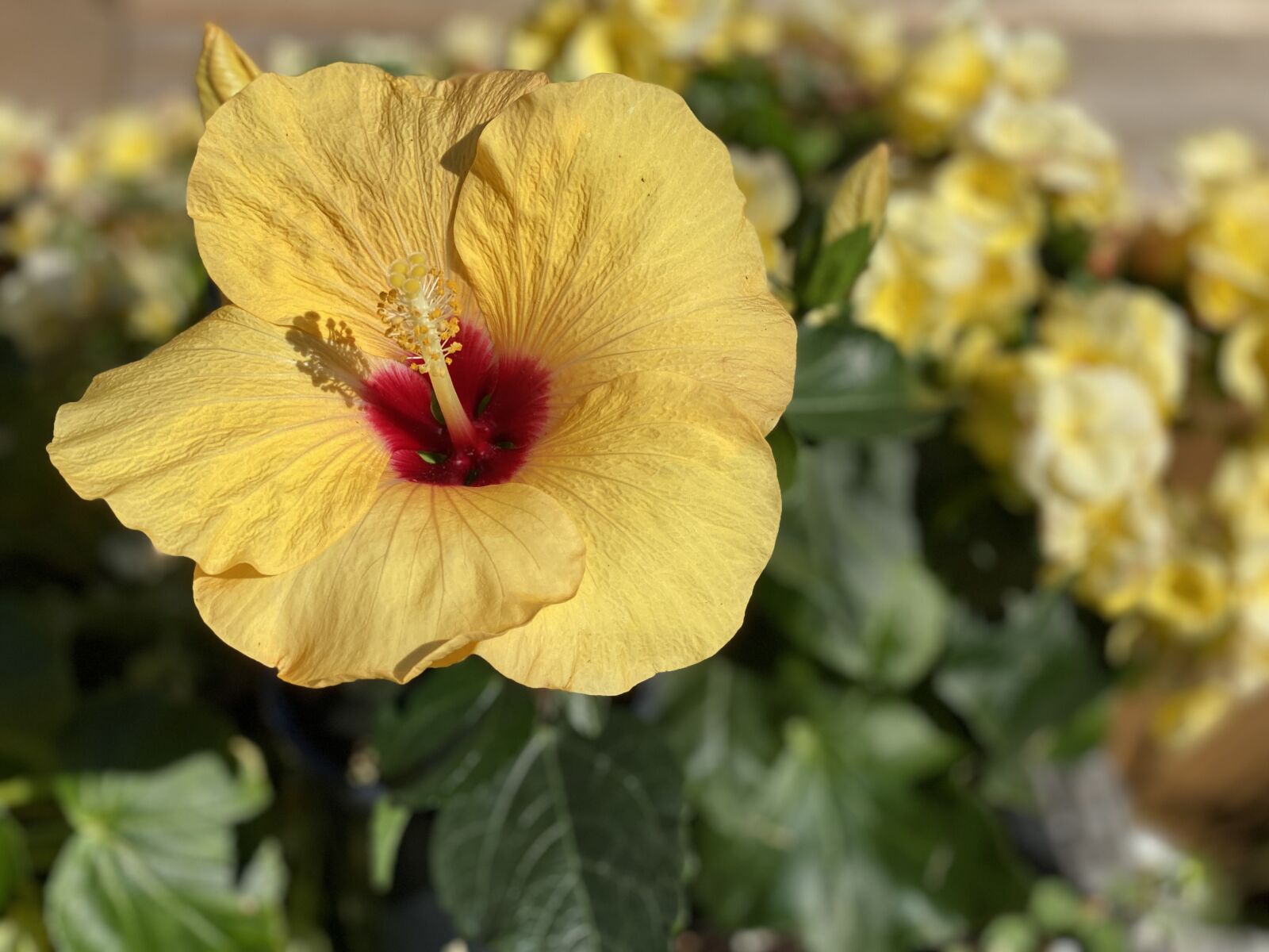 iPhone 11 Pro back dual camera 6mm f/2 sample photo. Yellow, flower, hibiscus photography