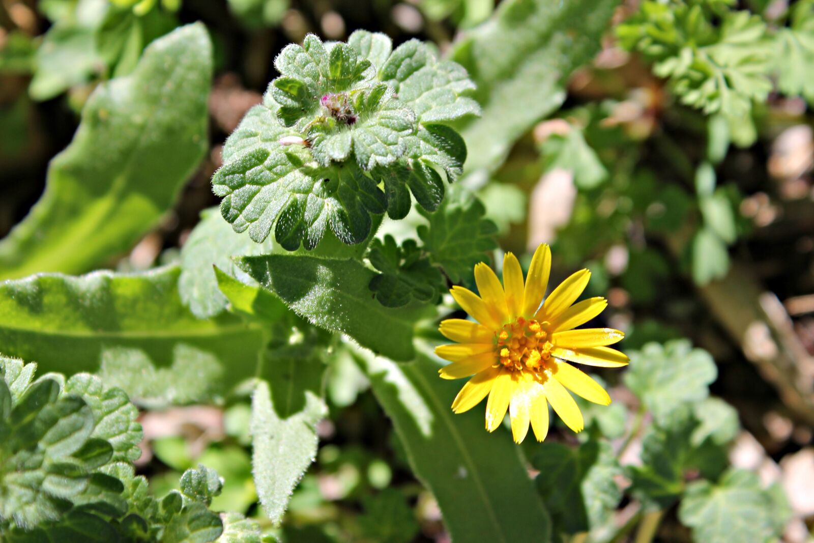 Canon EOS 1100D (EOS Rebel T3 / EOS Kiss X50) sample photo. Flower, yellow, wild photography