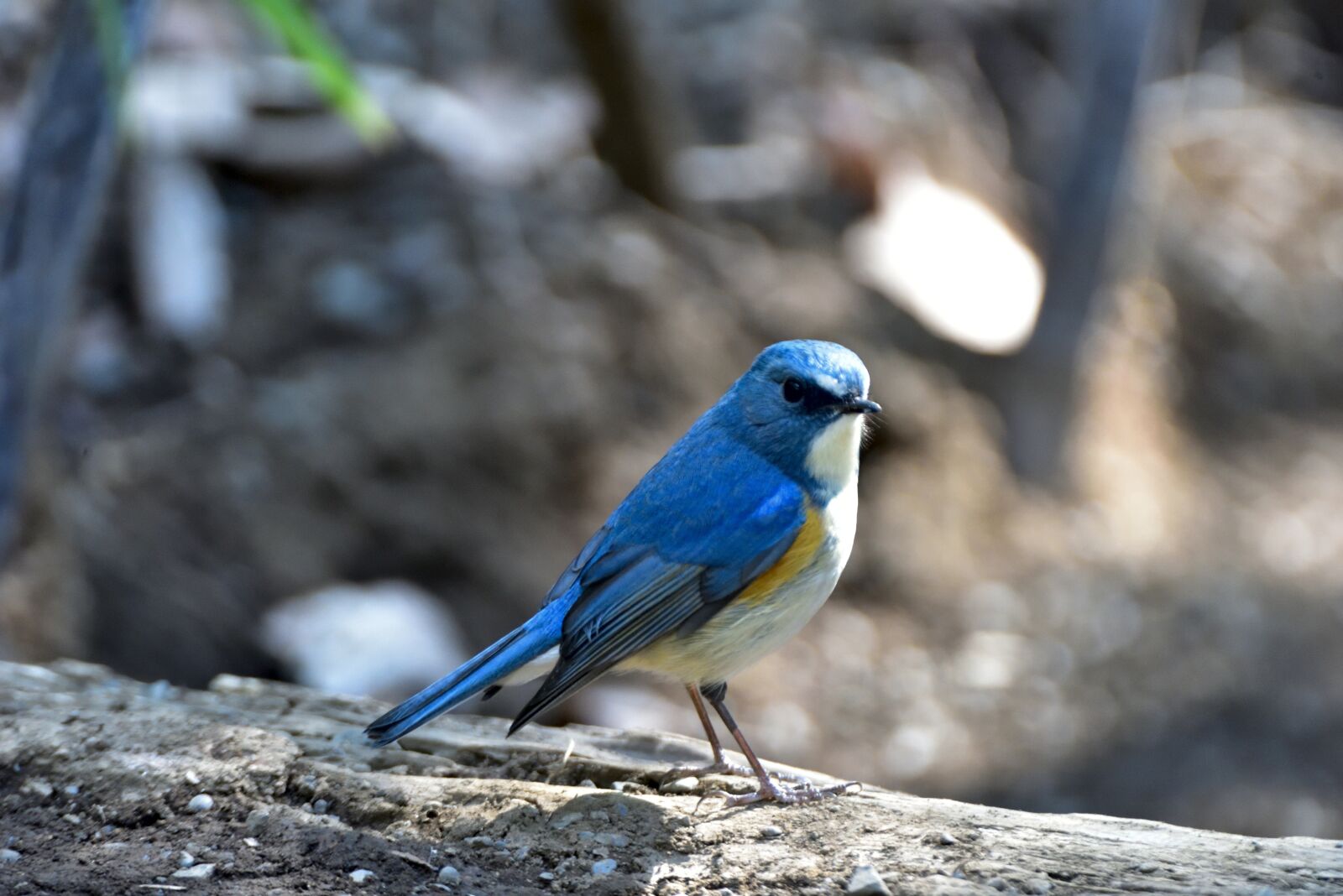 Nikon D810 sample photo. Natural, outdoors, wild animals photography