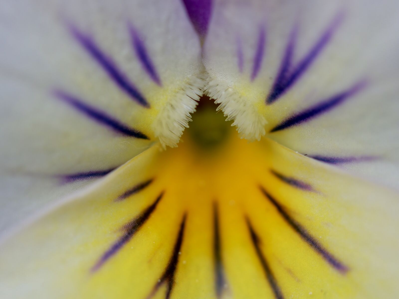 Panasonic Lumix DC-G9 sample photo. Violet, spring, macro photography