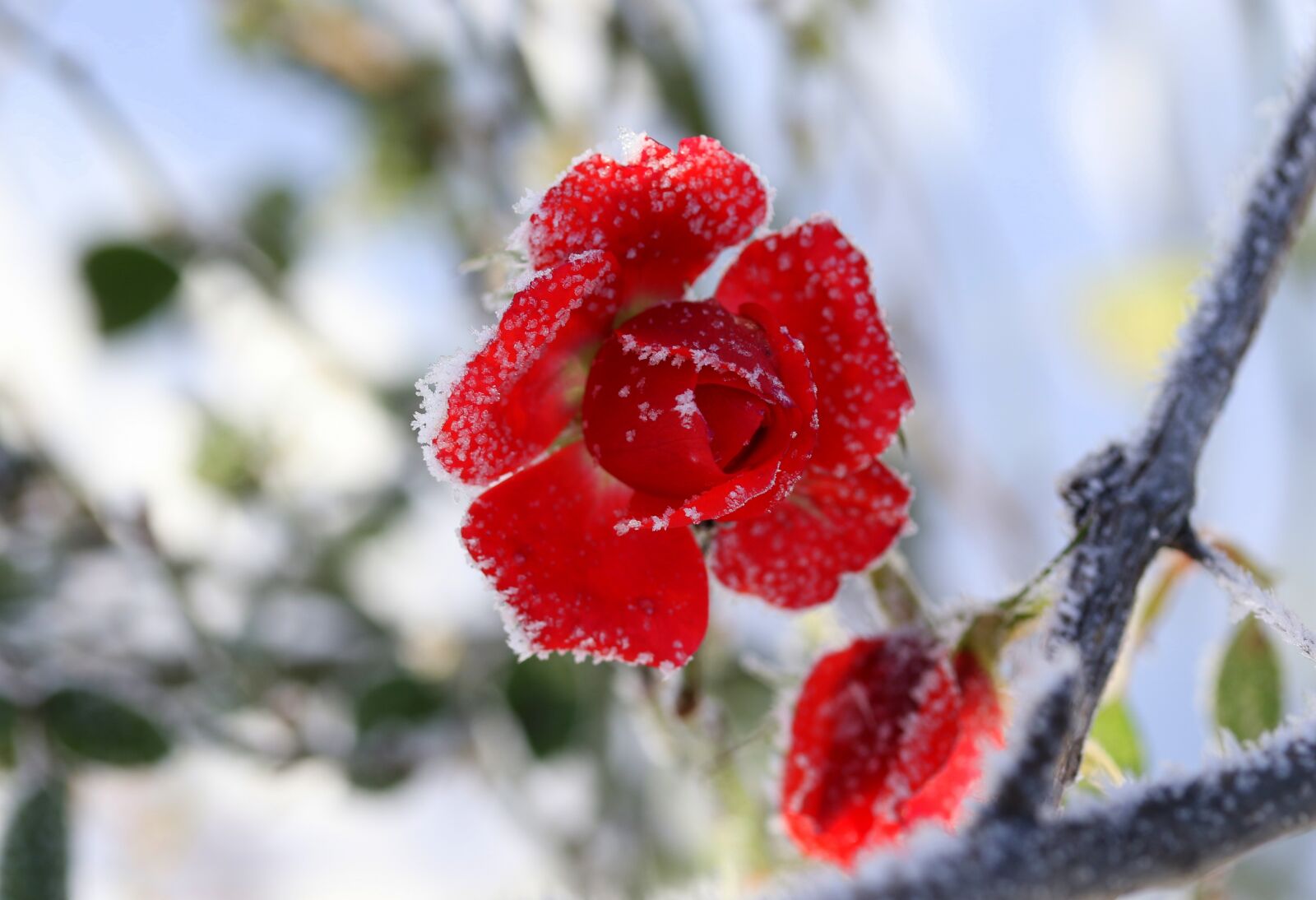 Canon EF-S 60mm F2.8 Macro USM sample photo. Rose, frozen, red photography