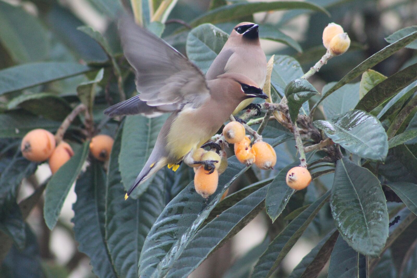 Canon EOS 1300D (EOS Rebel T6 / EOS Kiss X80) sample photo. Bird, cedar waxwing, cedar photography
