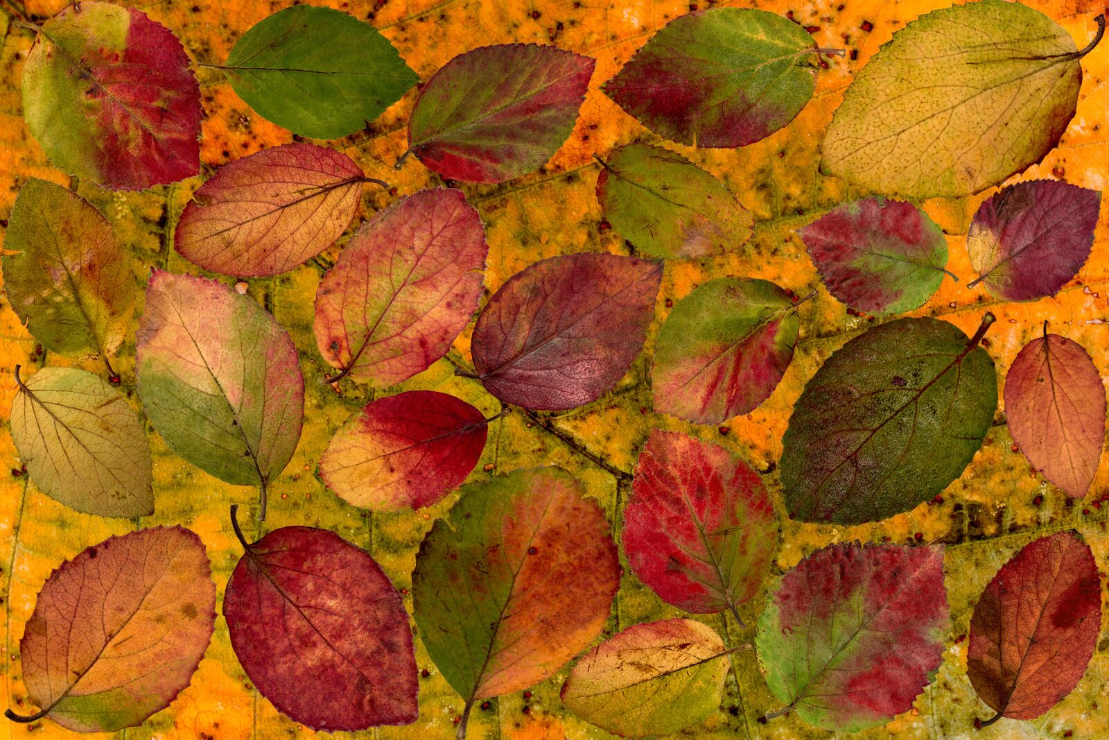 Canon EF-S 60mm F2.8 Macro USM sample photo. Leaves, colorful, composition photography