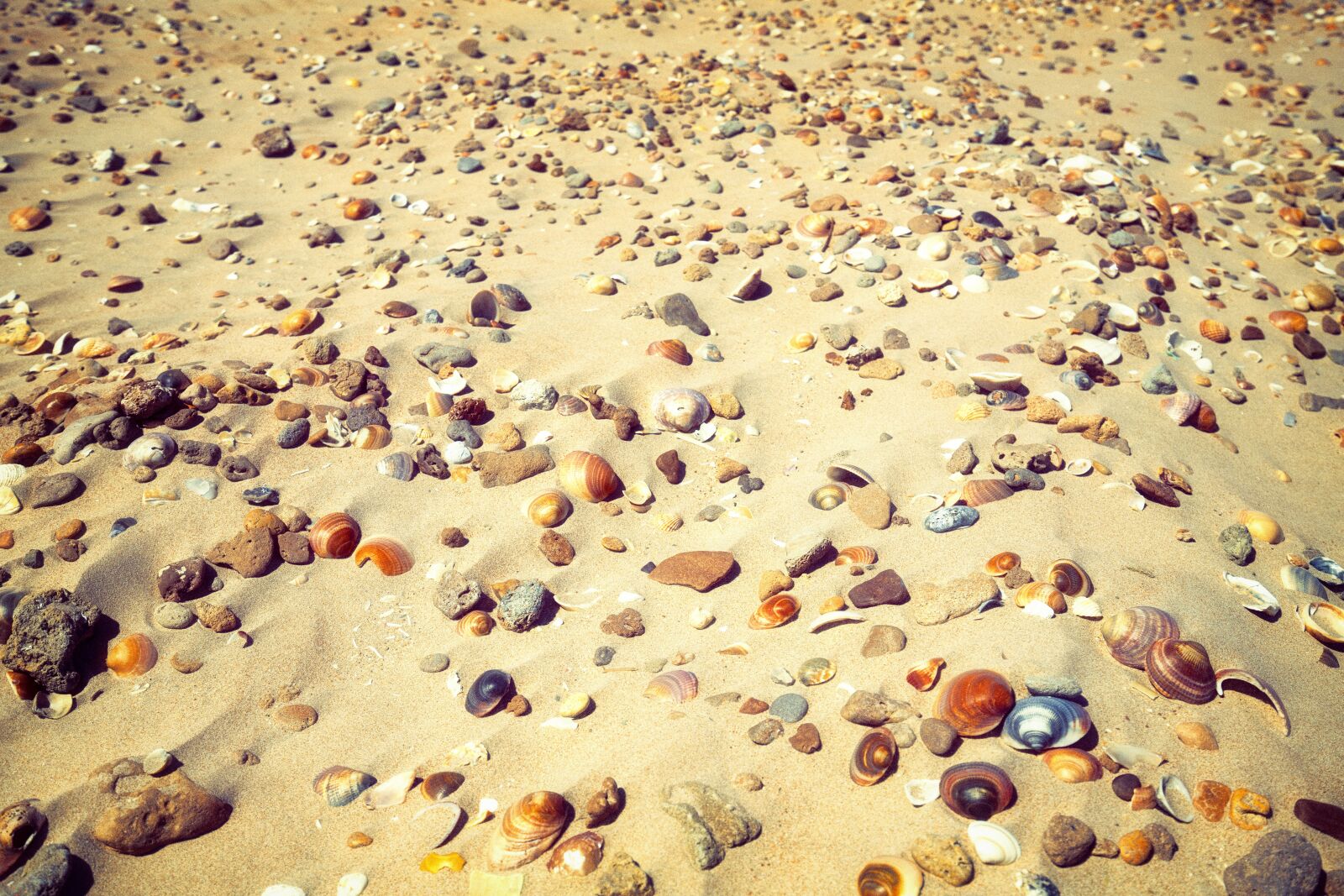Canon EF 16-35mm F4L IS USM sample photo. Beach, shells, sand photography