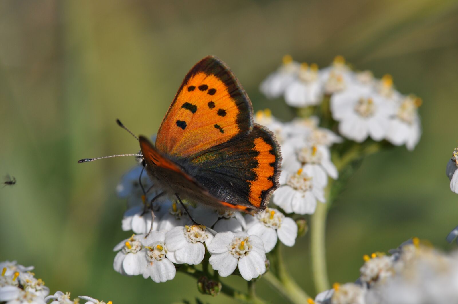 Nikon D5000 sample photo. Copper, butterfly, butterflies photography