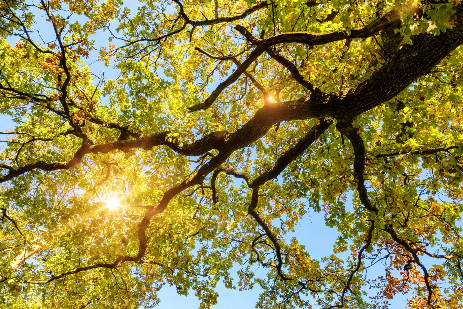 Fujifilm X-T2 + Fujifilm XF 16mm F1.4 R WR sample photo. Oak, tree, leaves photography