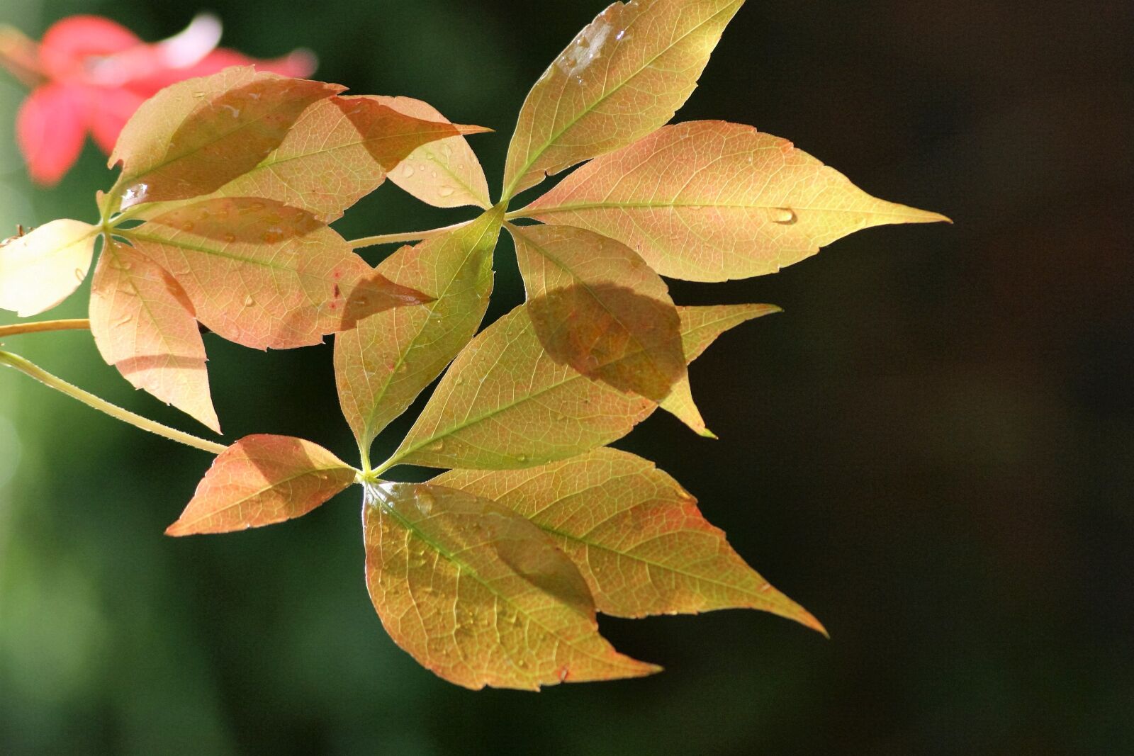 Canon EOS 350D (EOS Digital Rebel XT / EOS Kiss Digital N) sample photo. Leaf, nature, outdoors photography