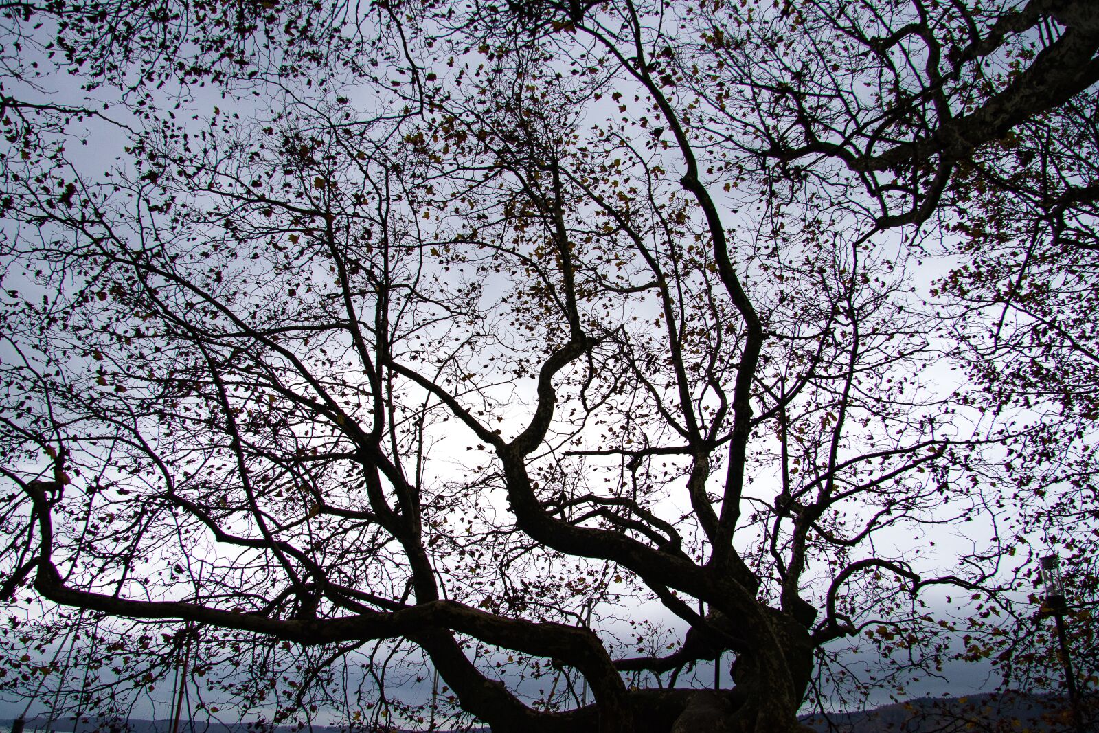 Canon EOS 80D sample photo. Tree, autumn, mood photography