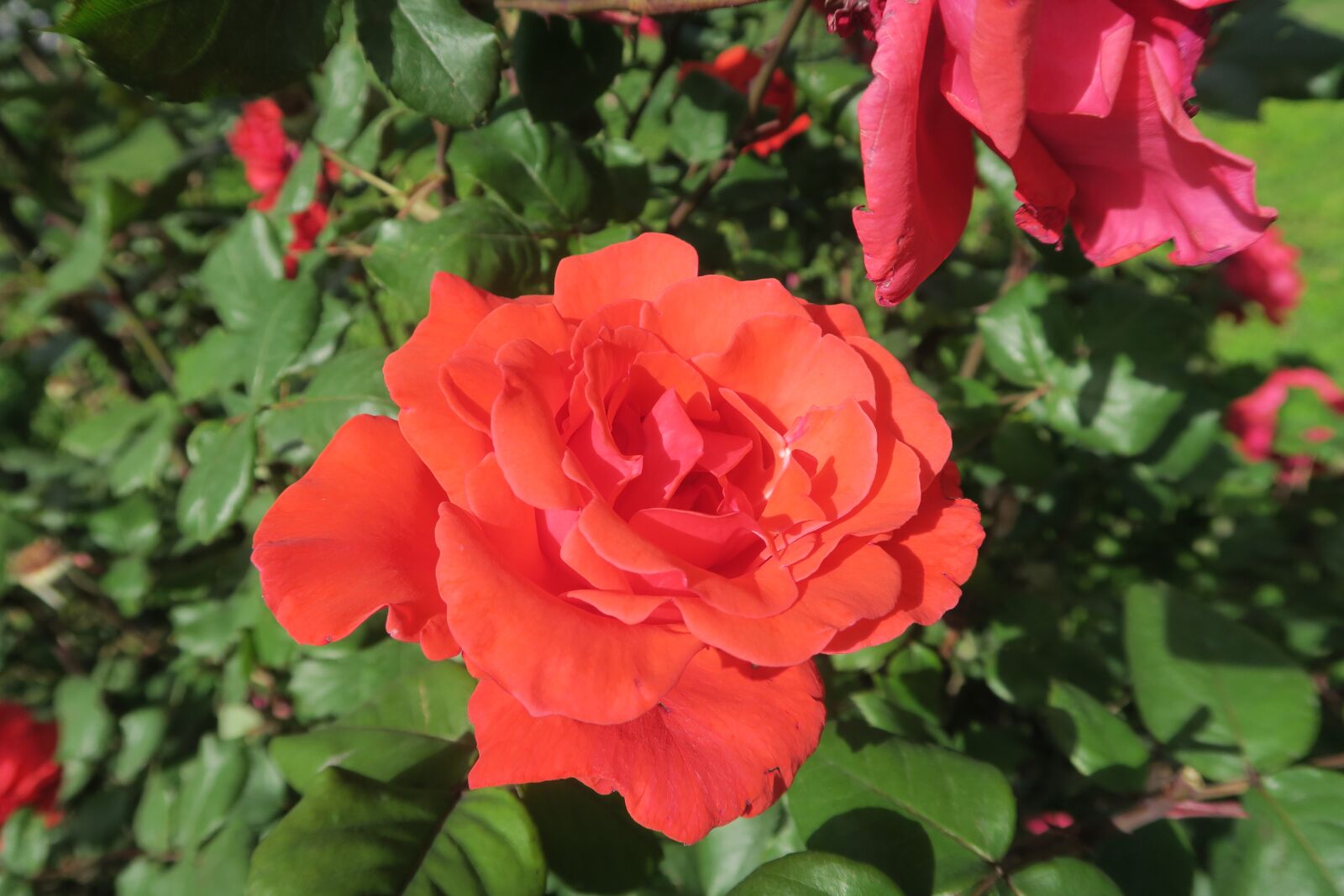 Canon PowerShot G7 X sample photo. Rose, orange roses, flower photography