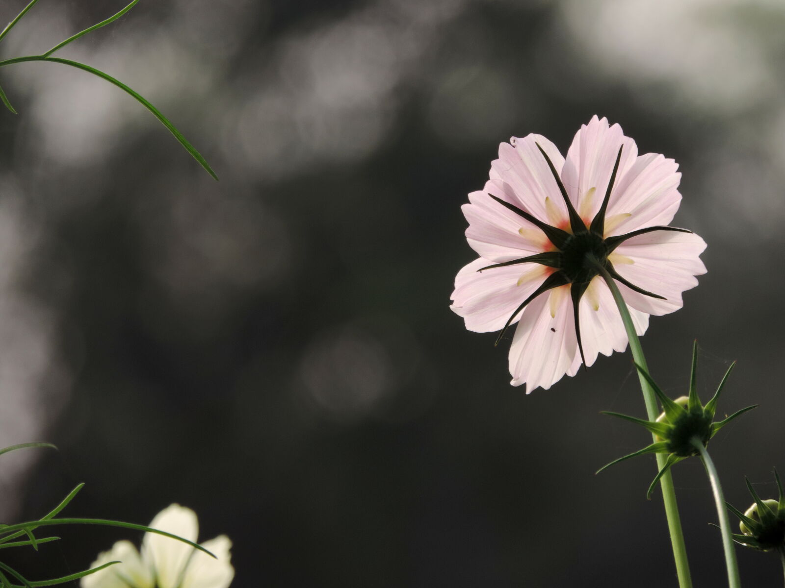 Nikon Coolpix P520 sample photo. Beautiful, flowers, pink, flower photography