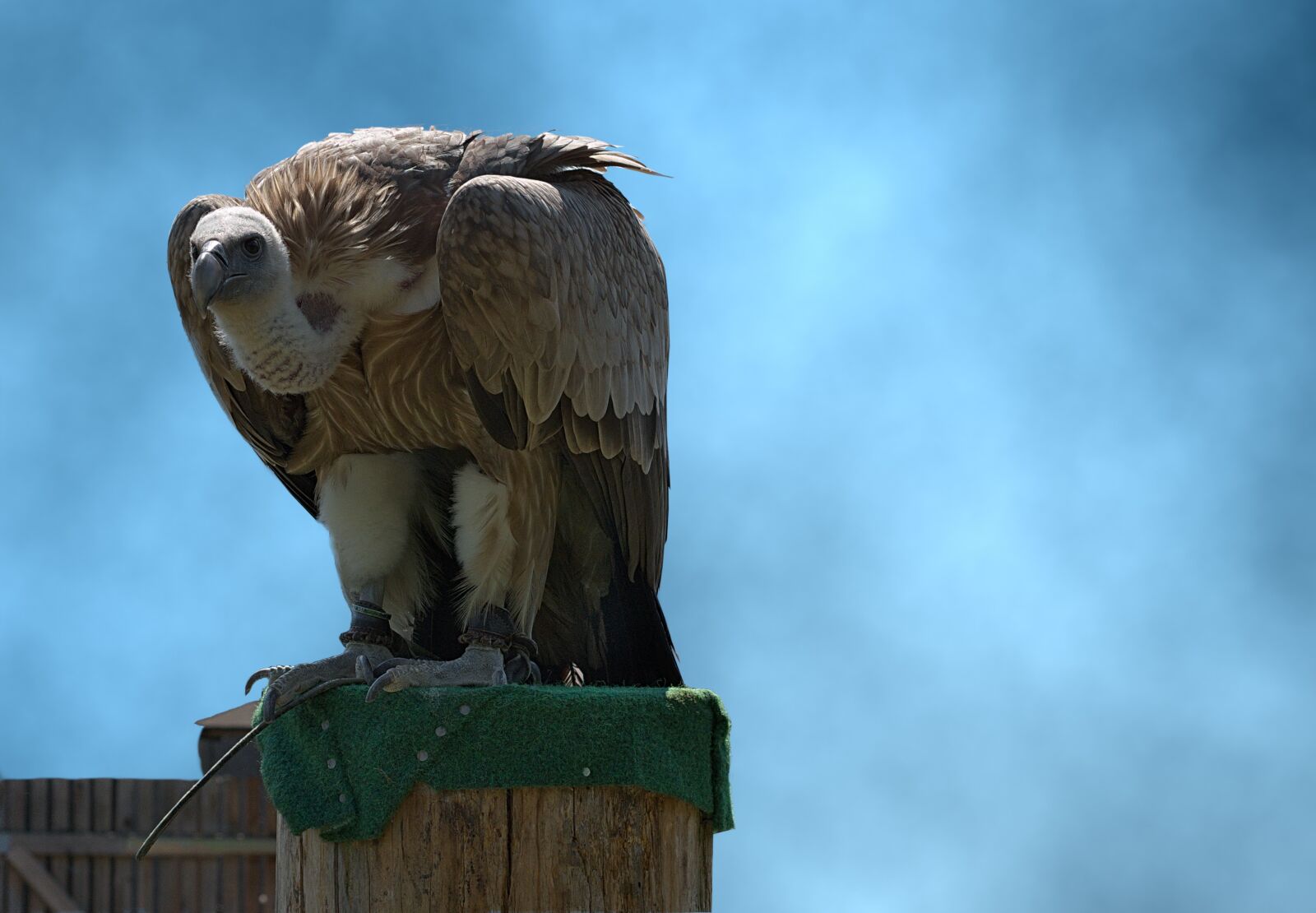 Nikon D3300 sample photo. Vulture, large, bird photography