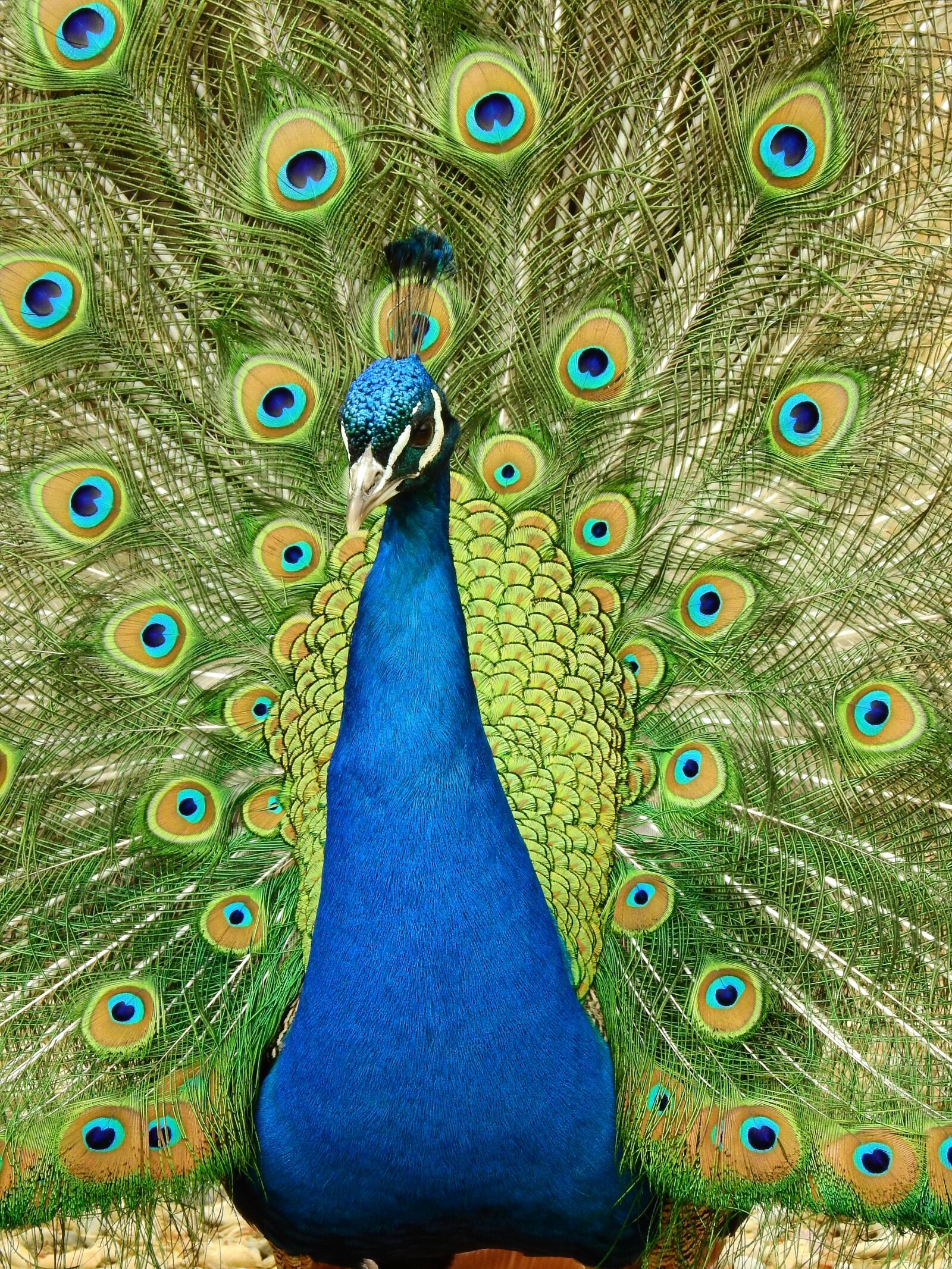 Nikon Coolpix P900 sample photo. Peacock, bird, feather photography