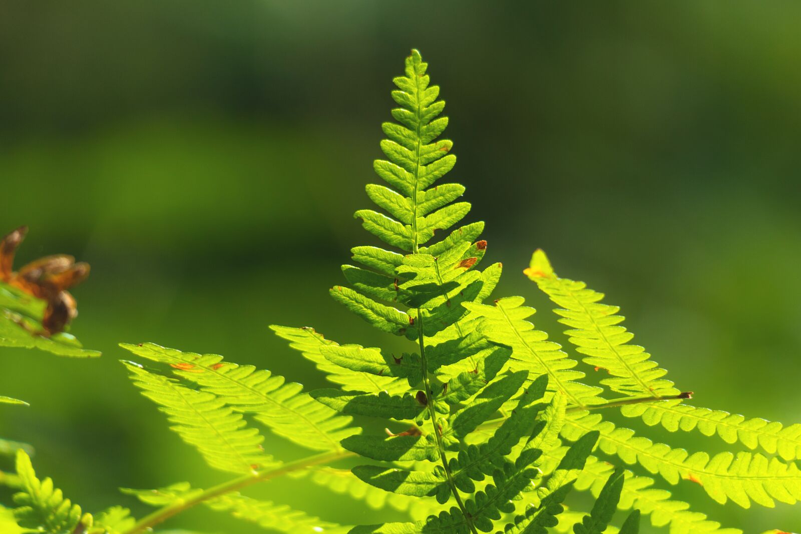 Canon PowerShot G3 X sample photo. Fern, leaf, green photography