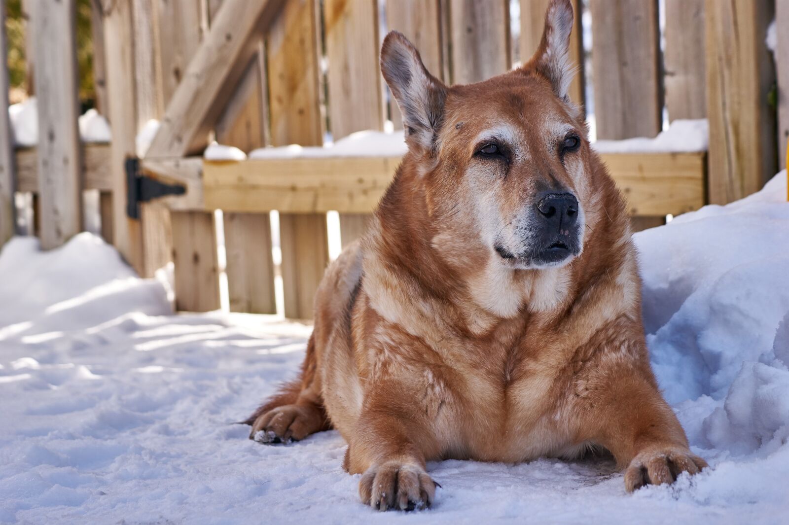 Sony Alpha DSLR-A390 sample photo. Dog, senior, pet photography