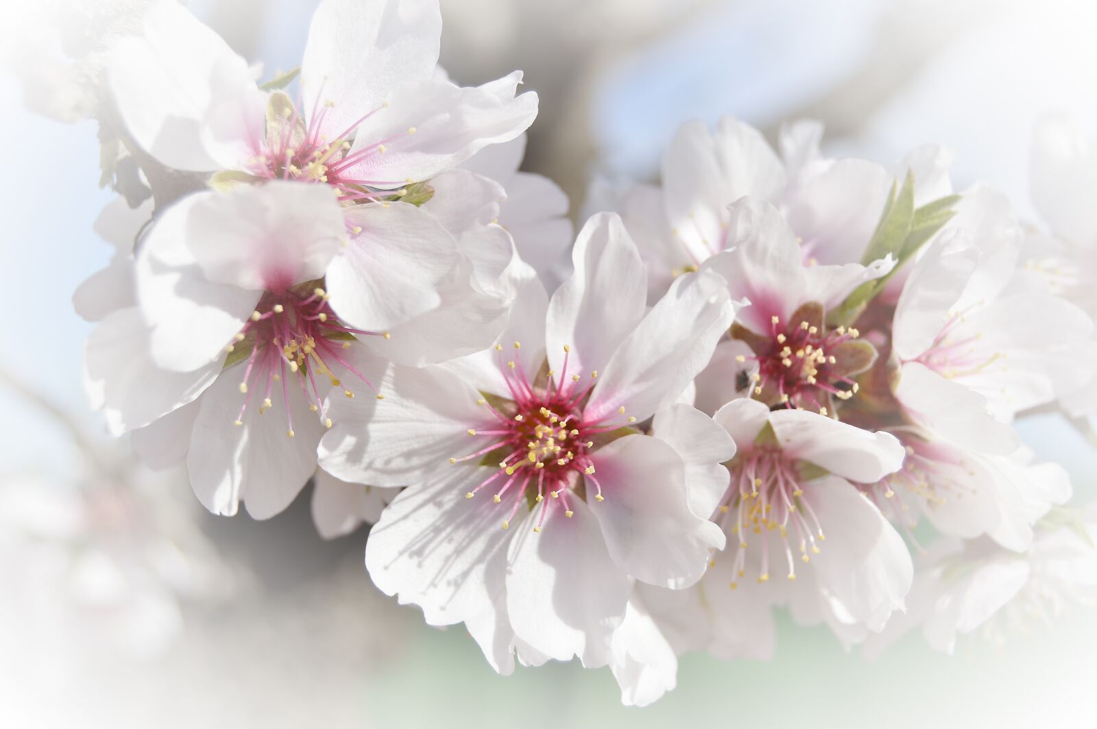 Nikon D3200 sample photo. Almond flower, white flower photography