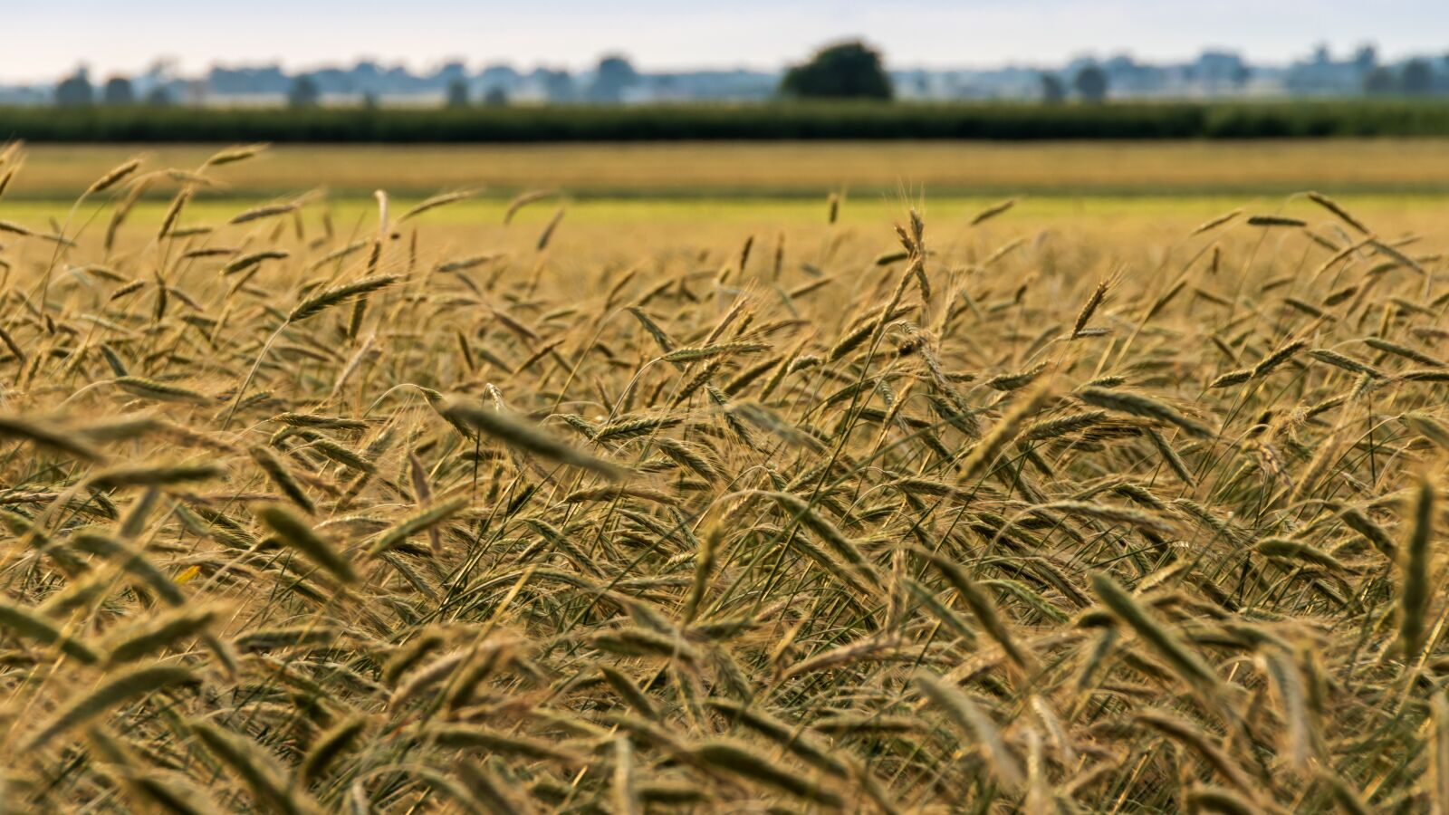 Canon EOS 80D sample photo. Landscape, cereals, corn photography