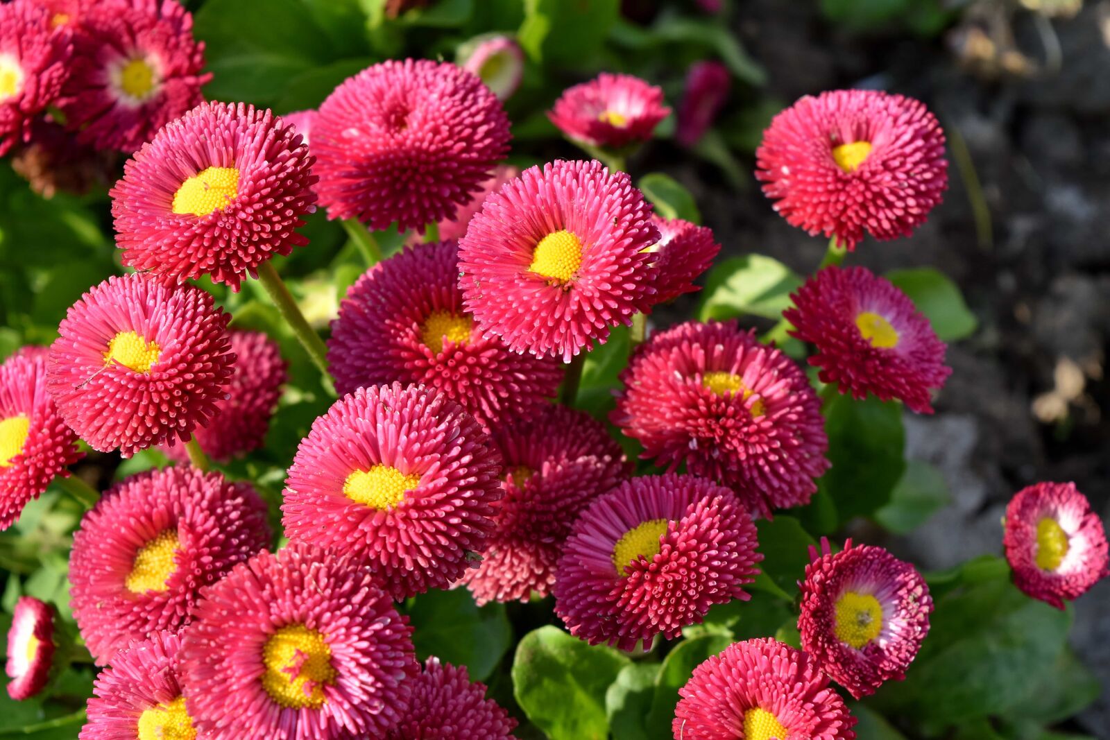 Nikon D5500 sample photo. Flower, nature, pink, flora photography