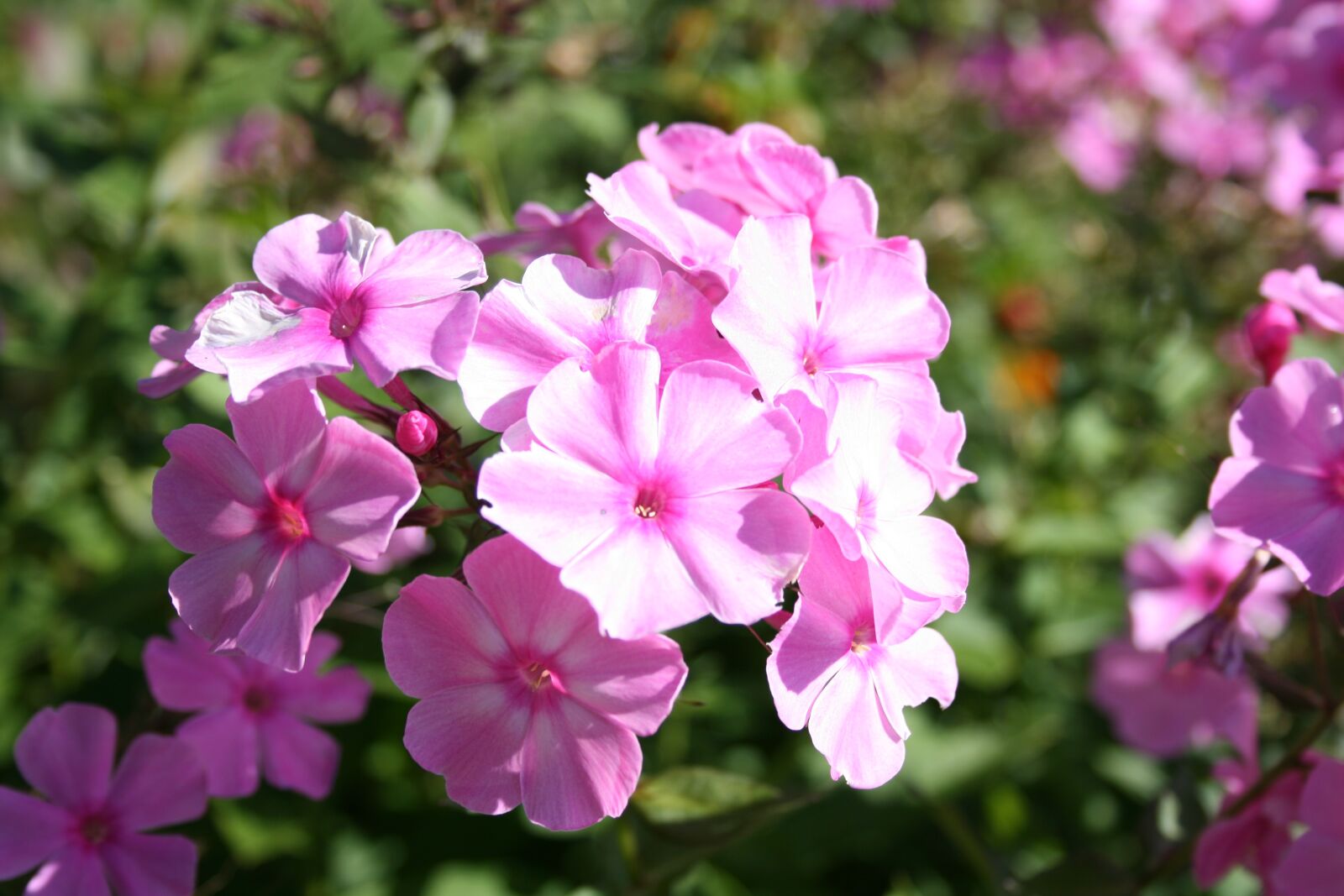 Canon EOS 400D (EOS Digital Rebel XTi / EOS Kiss Digital X) sample photo. Phlox pink, summer flowering photography