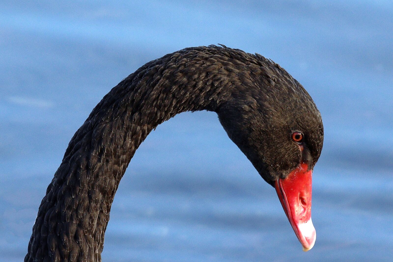Canon EOS 7D Mark II sample photo. Swan, portrait, nature photography