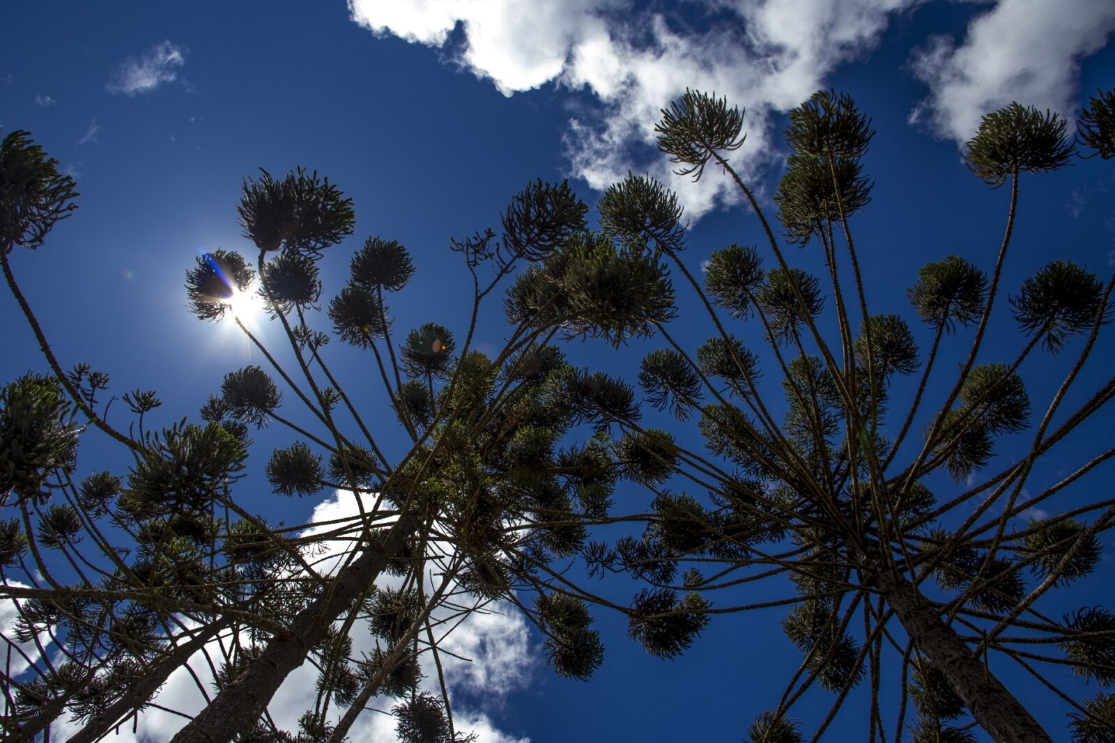Canon EF 20mm F2.8 USM sample photo. Flying, araucaria, nature photography