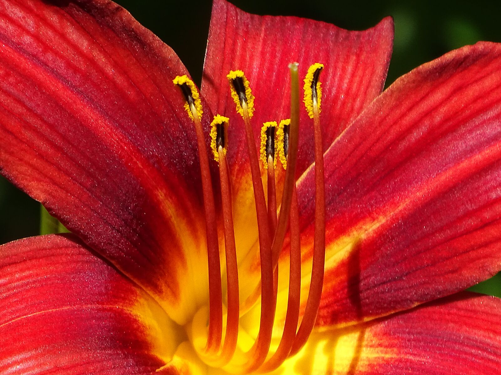 Sony Cyber-shot DSC-HX400V sample photo. Flower, nature, color photography