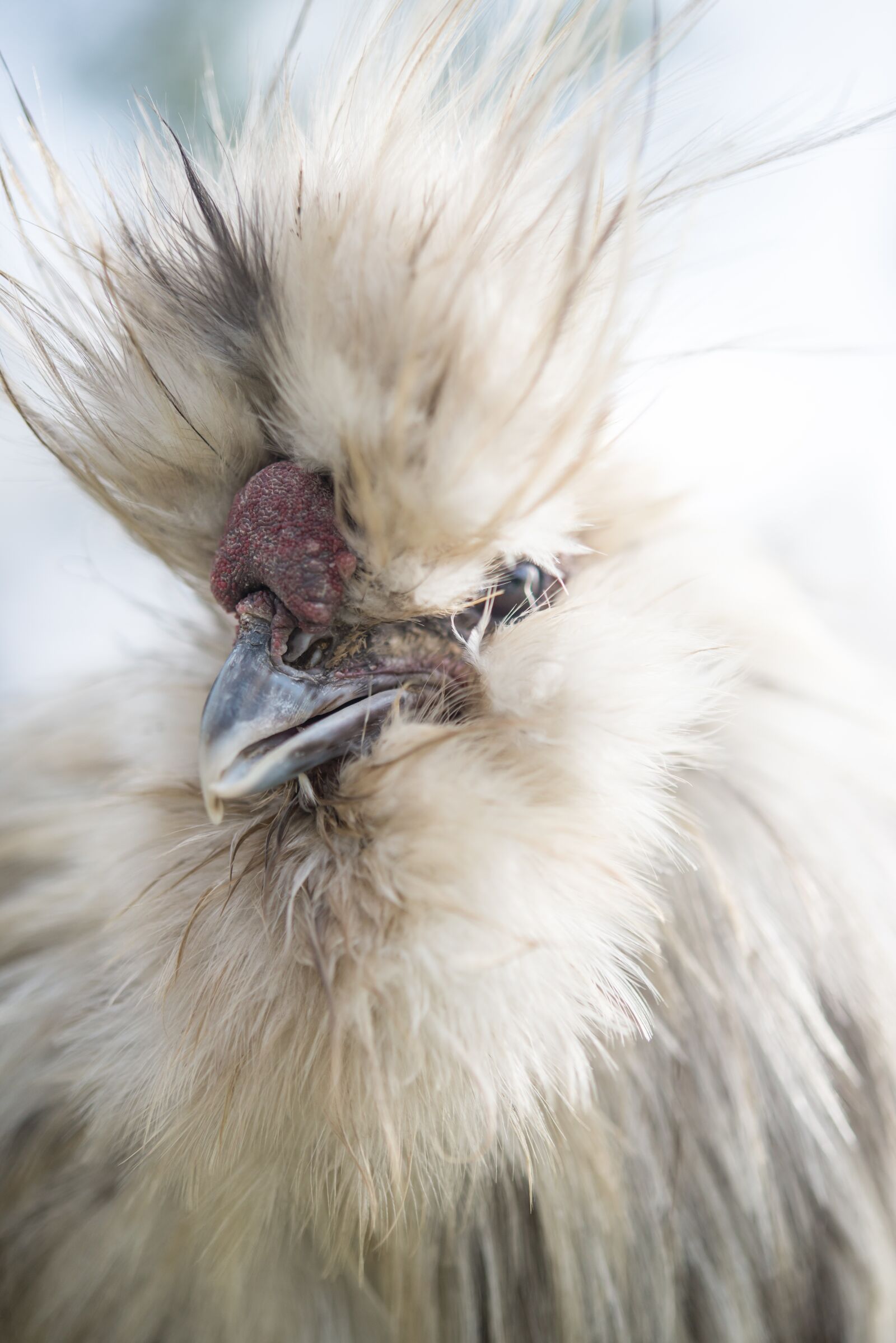 Nikon D600 sample photo. Chick, chicken, bird photography