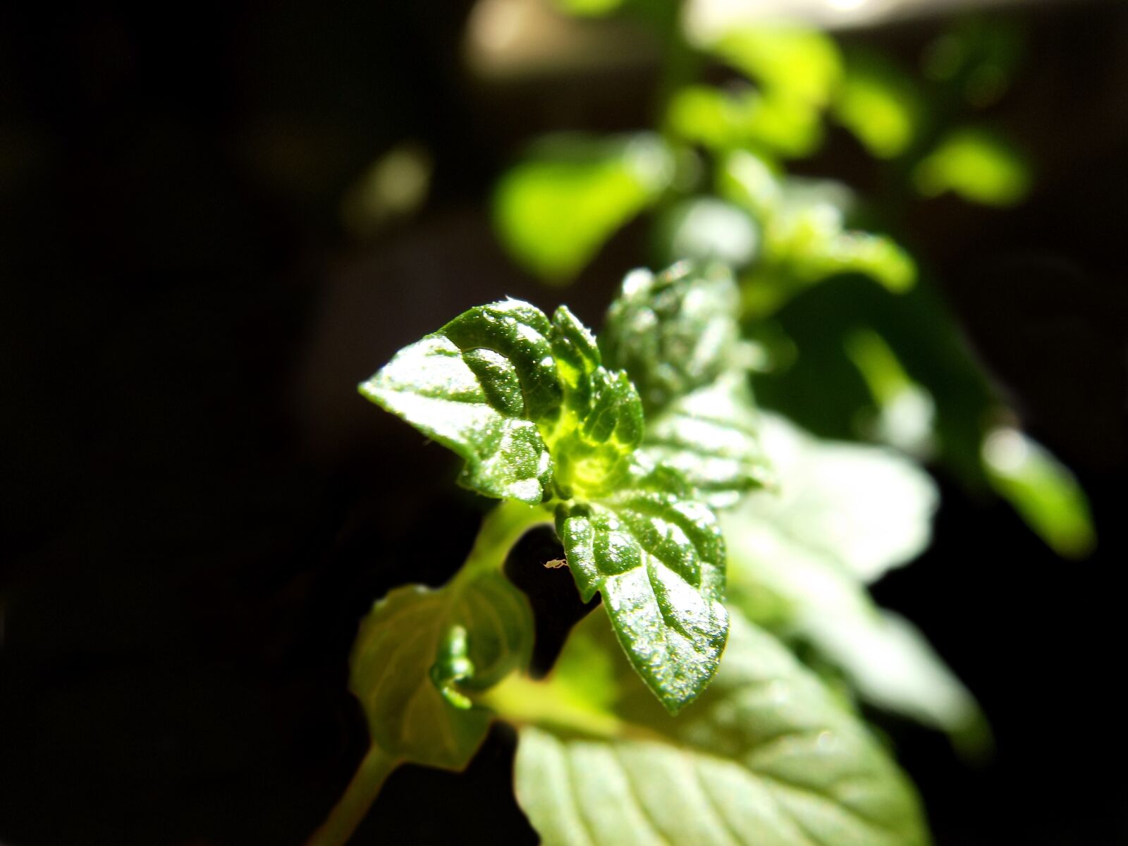 Fujifilm FinePix S2995 sample photo. Plant, green, black photography