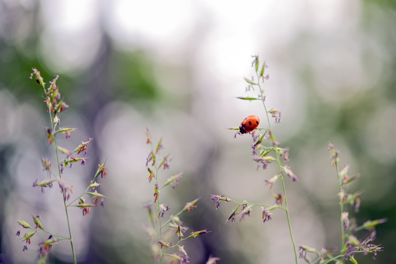 Nikon Z6 sample photo. Ladybug, beetle, lucky charm photography