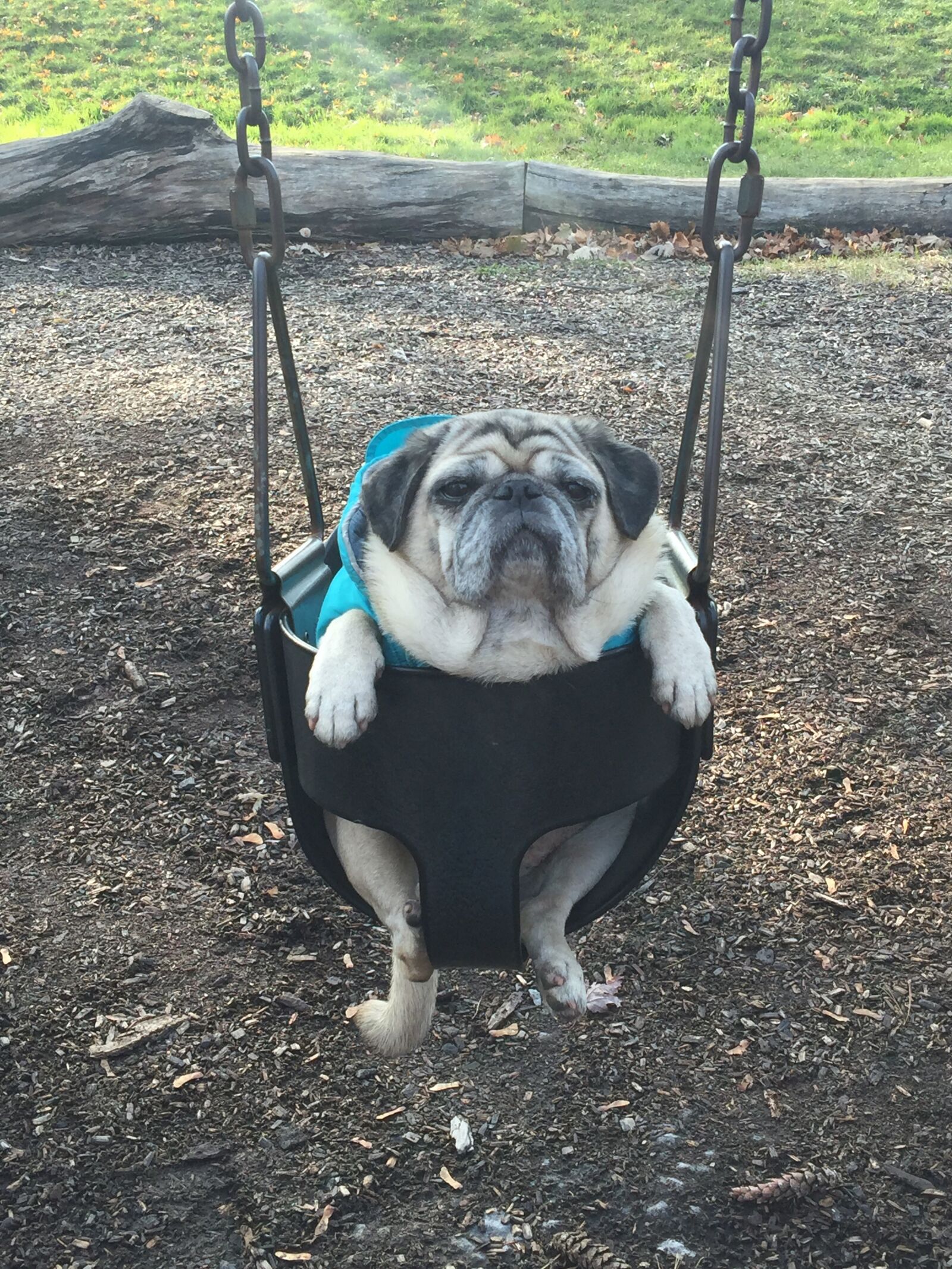 iPhone 6 Plus back camera 4.15mm f/2.2 sample photo. Funny, pug, swing photography