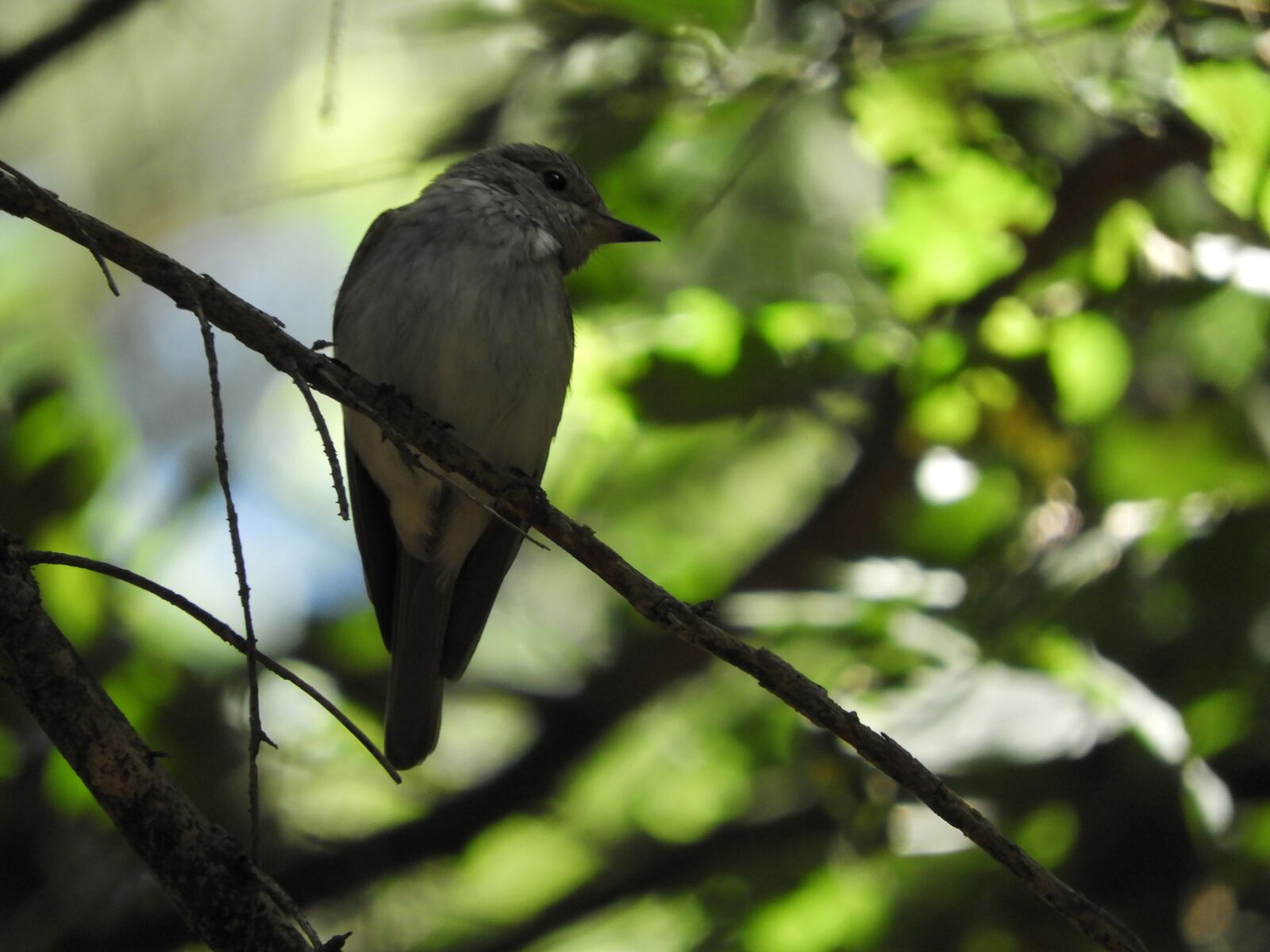 Nikon Coolpix B700 sample photo. Bird, branch, songbird photography