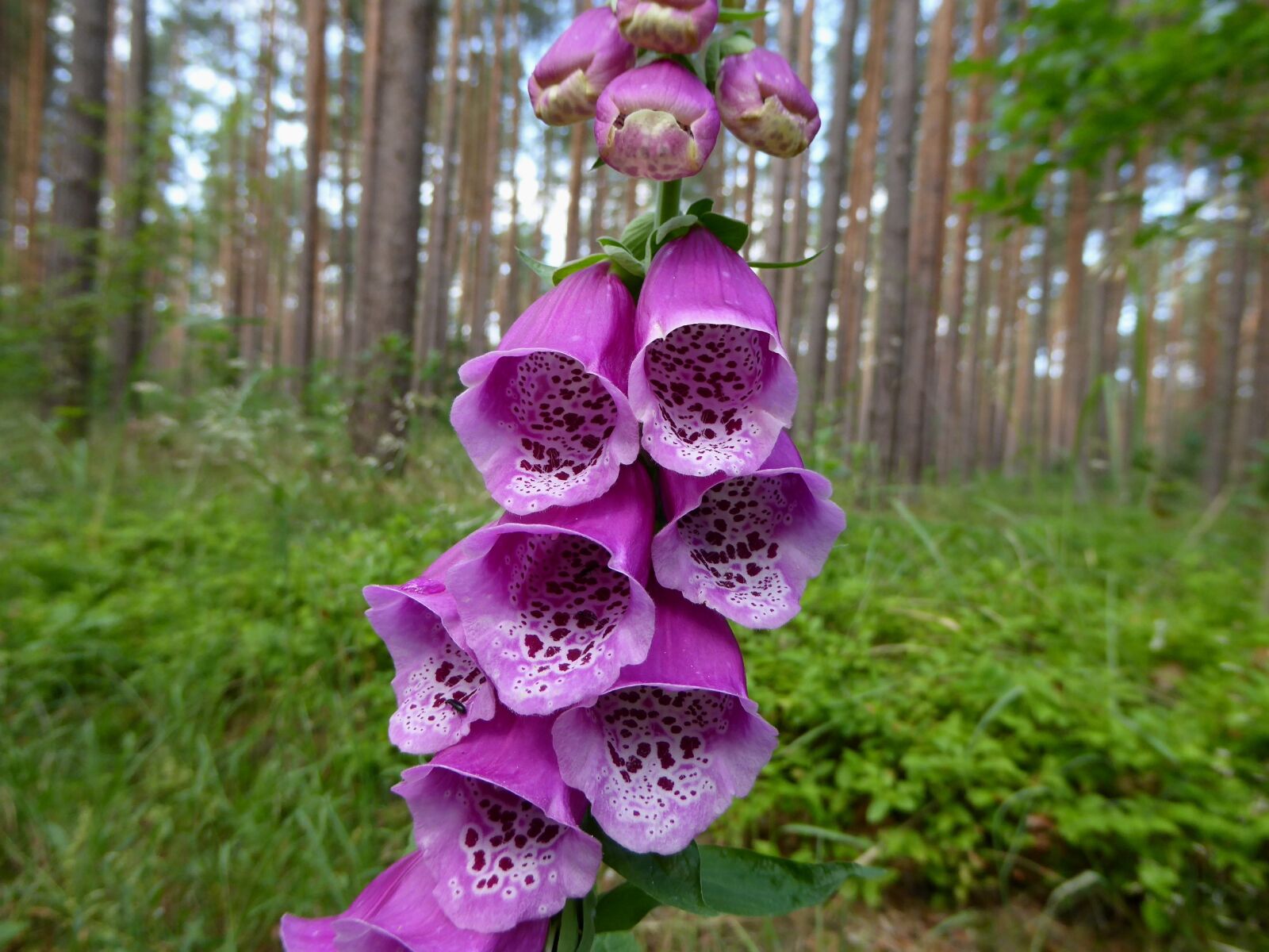 Panasonic DMC-TZ61 sample photo. Thimble, plant, nature photography