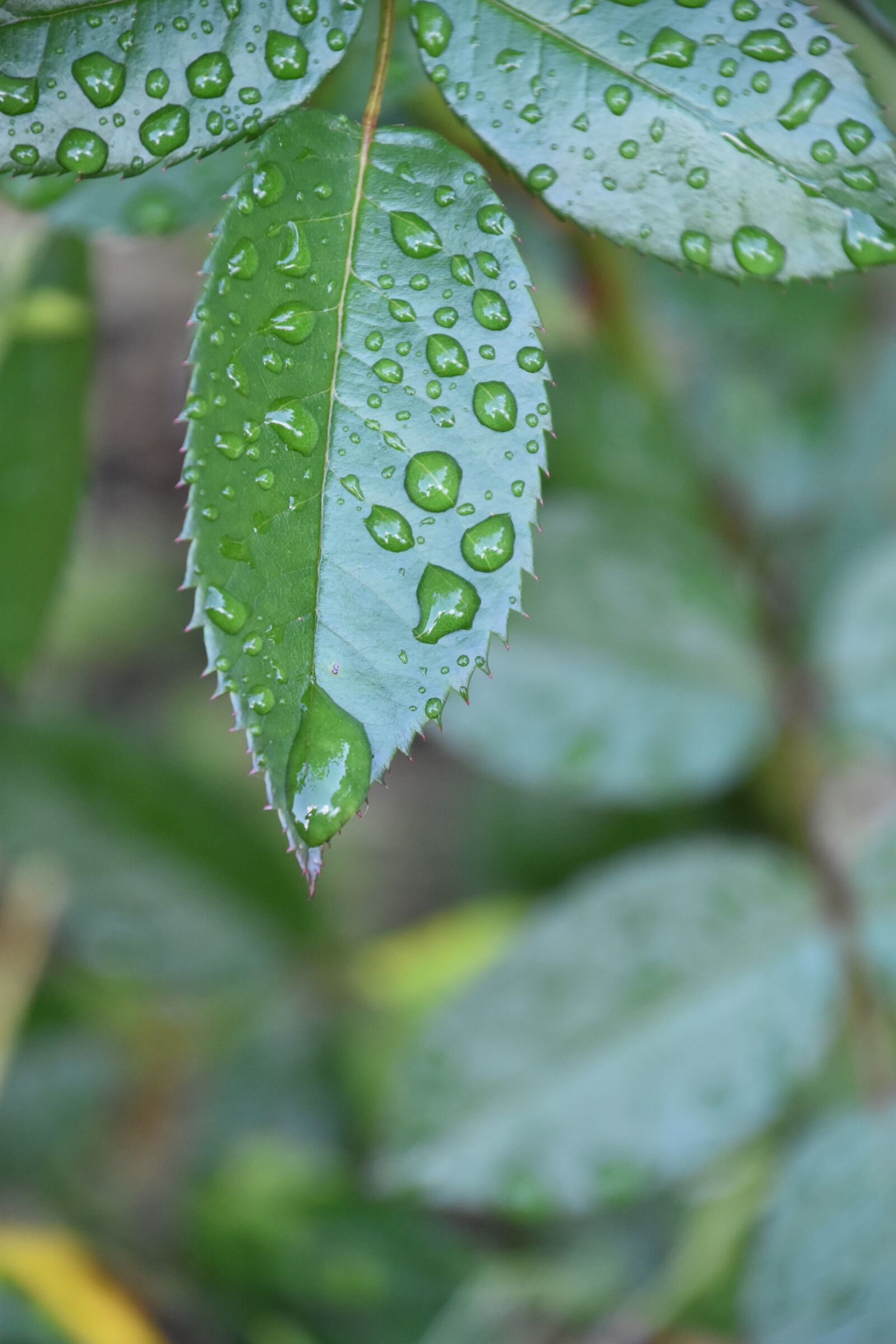 Nikon D5600 sample photo. Leaf, rosebush, drop photography
