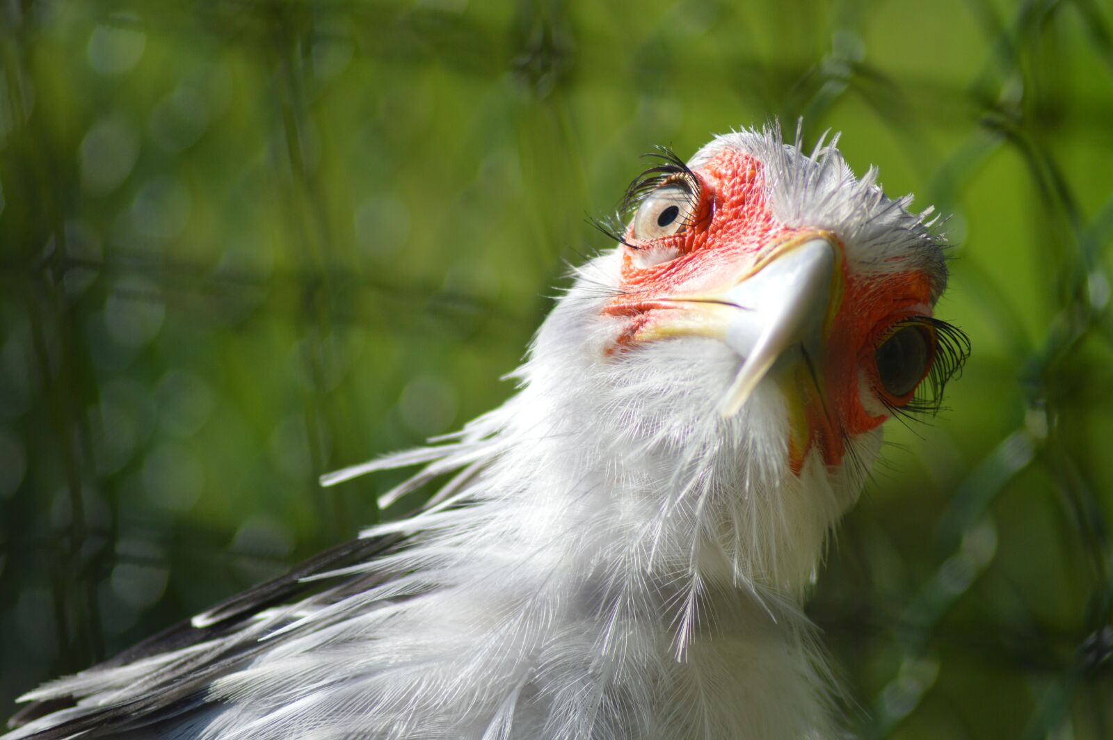 Nikon D3200 sample photo. Bird, quizical, beak photography