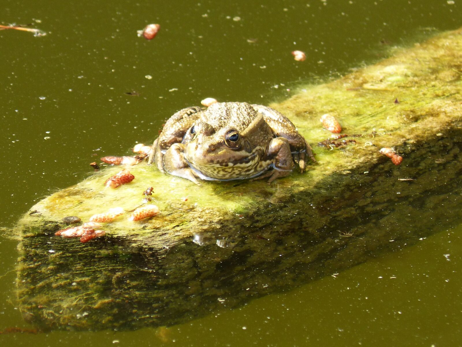 Panasonic DMC-FZ62 sample photo. Frog, float, raft photography