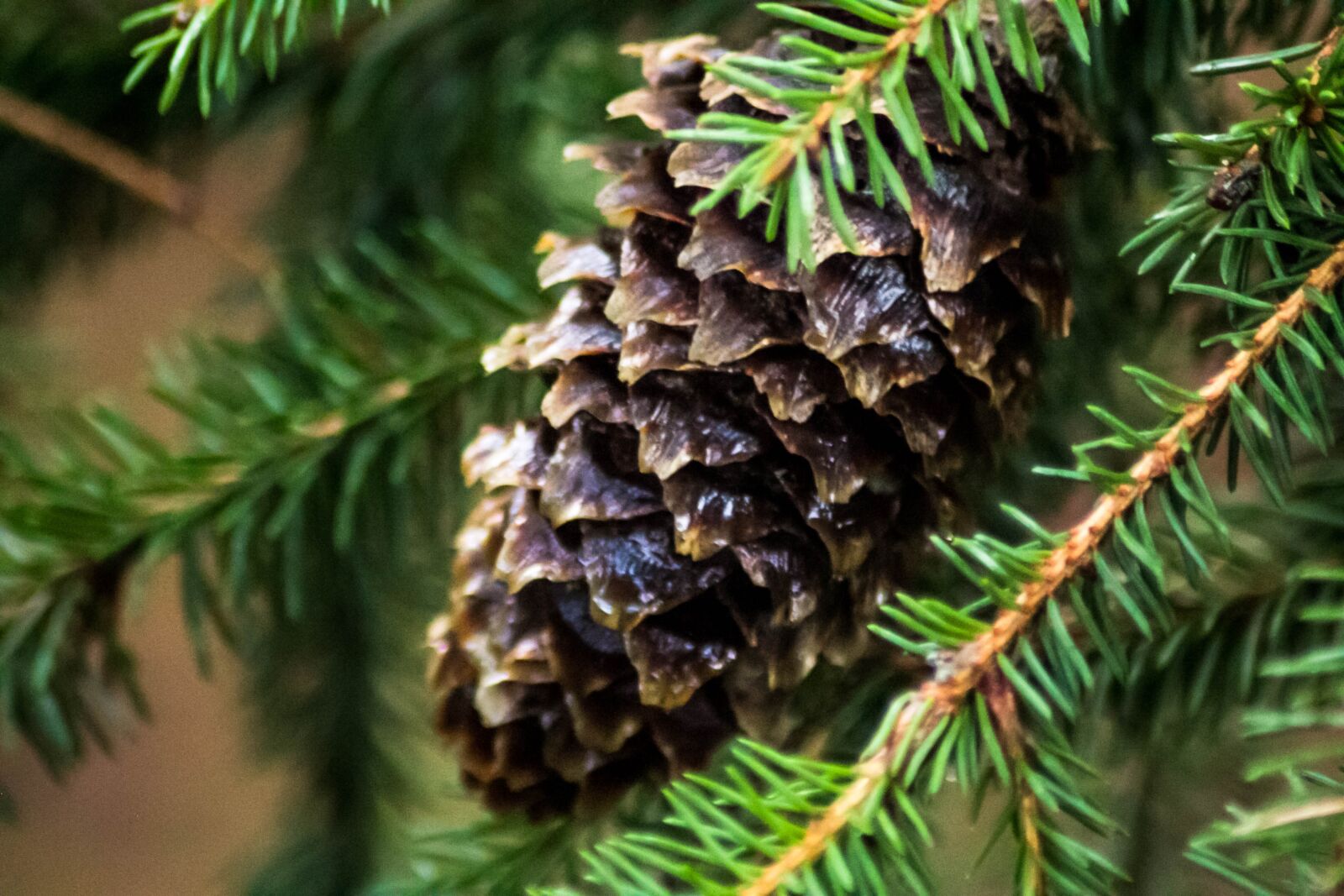 Canon EOS 60D sample photo. Autumn, needles, pine cone photography