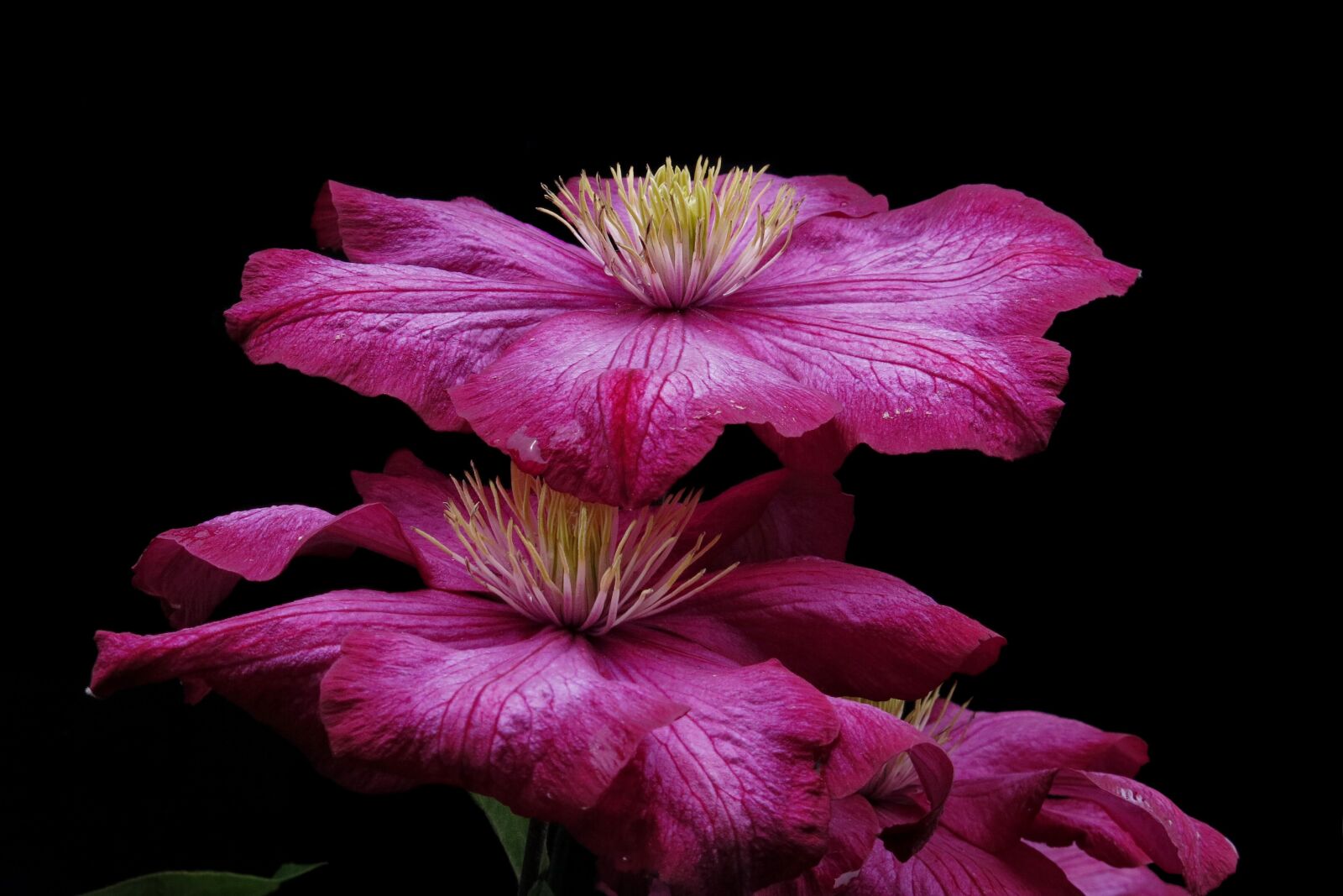 Canon PowerShot G15 sample photo. Ville de lyon, clematis photography