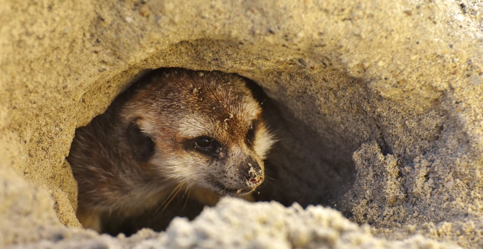 Nikon D7200 sample photo. Meerkat, cute, curious photography