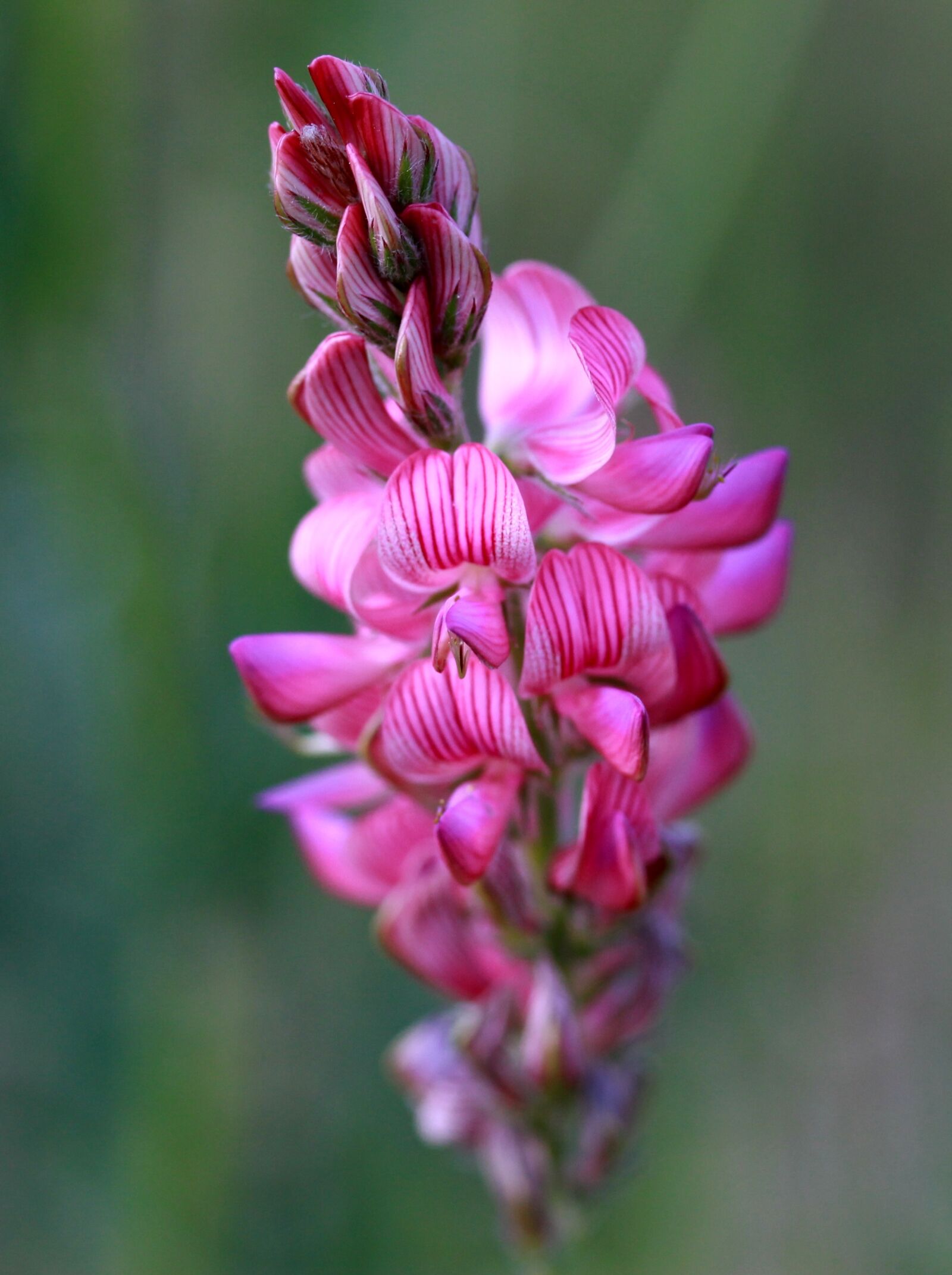 Canon EF-S 60mm F2.8 Macro USM sample photo. Flower, pink, wild photography