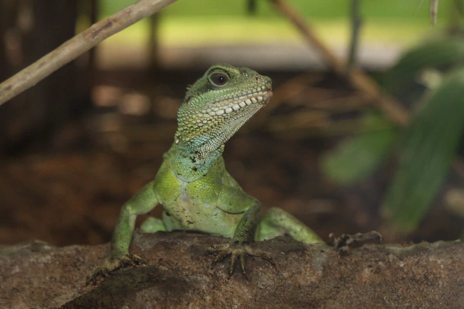 Canon EOS 40D sample photo. Animals, reptiles, reptile photography