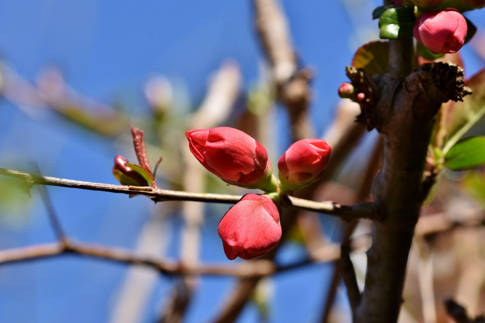 Nikon D7200 sample photo. Ornamental quince, bush, chaenomeles photography