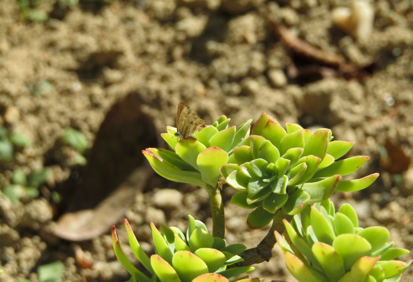 Canon PowerShot SX410 IS sample photo. Butterfly, brown, plant photography
