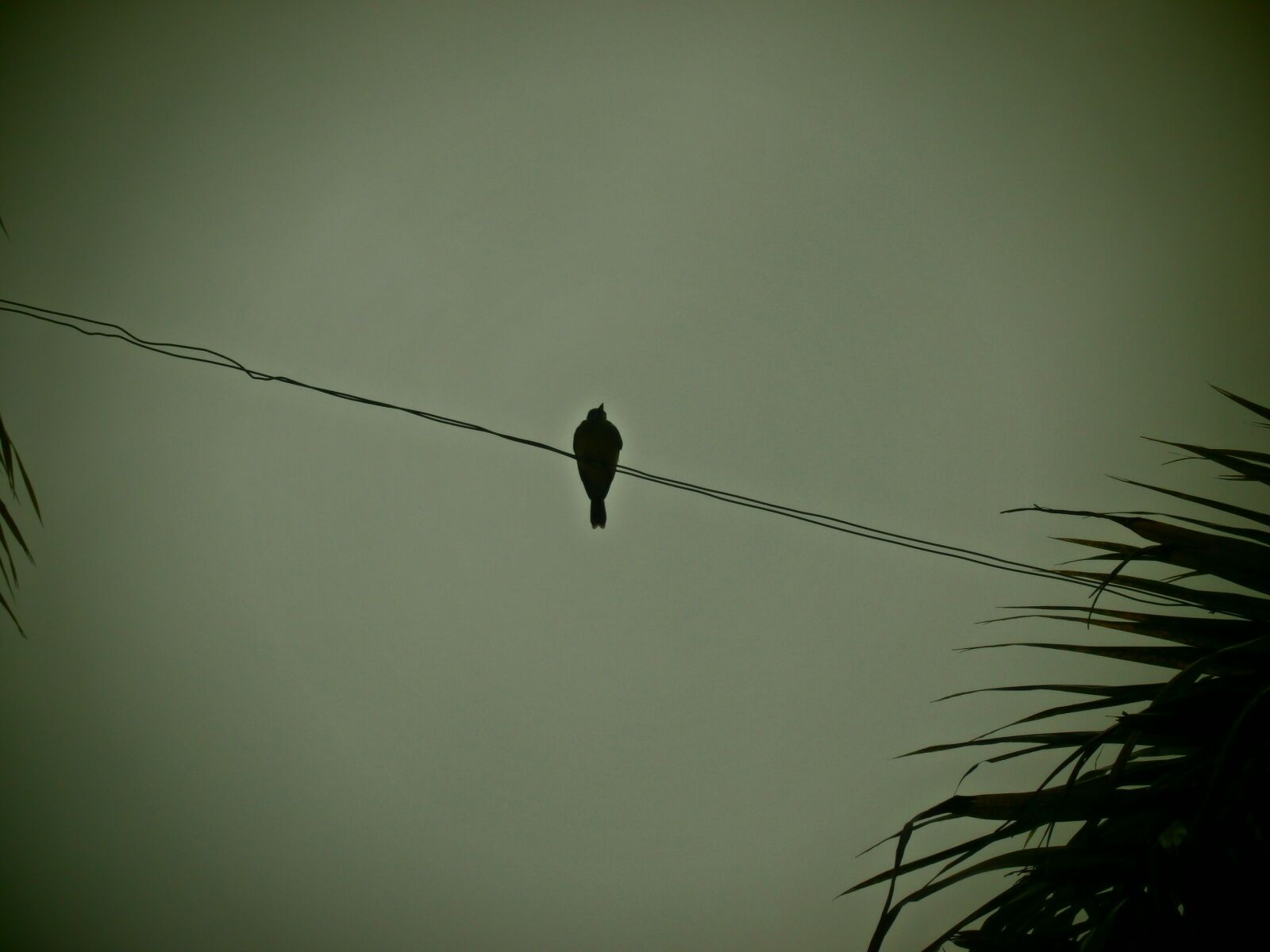 Olympus VG180,D770 sample photo. Bird photography