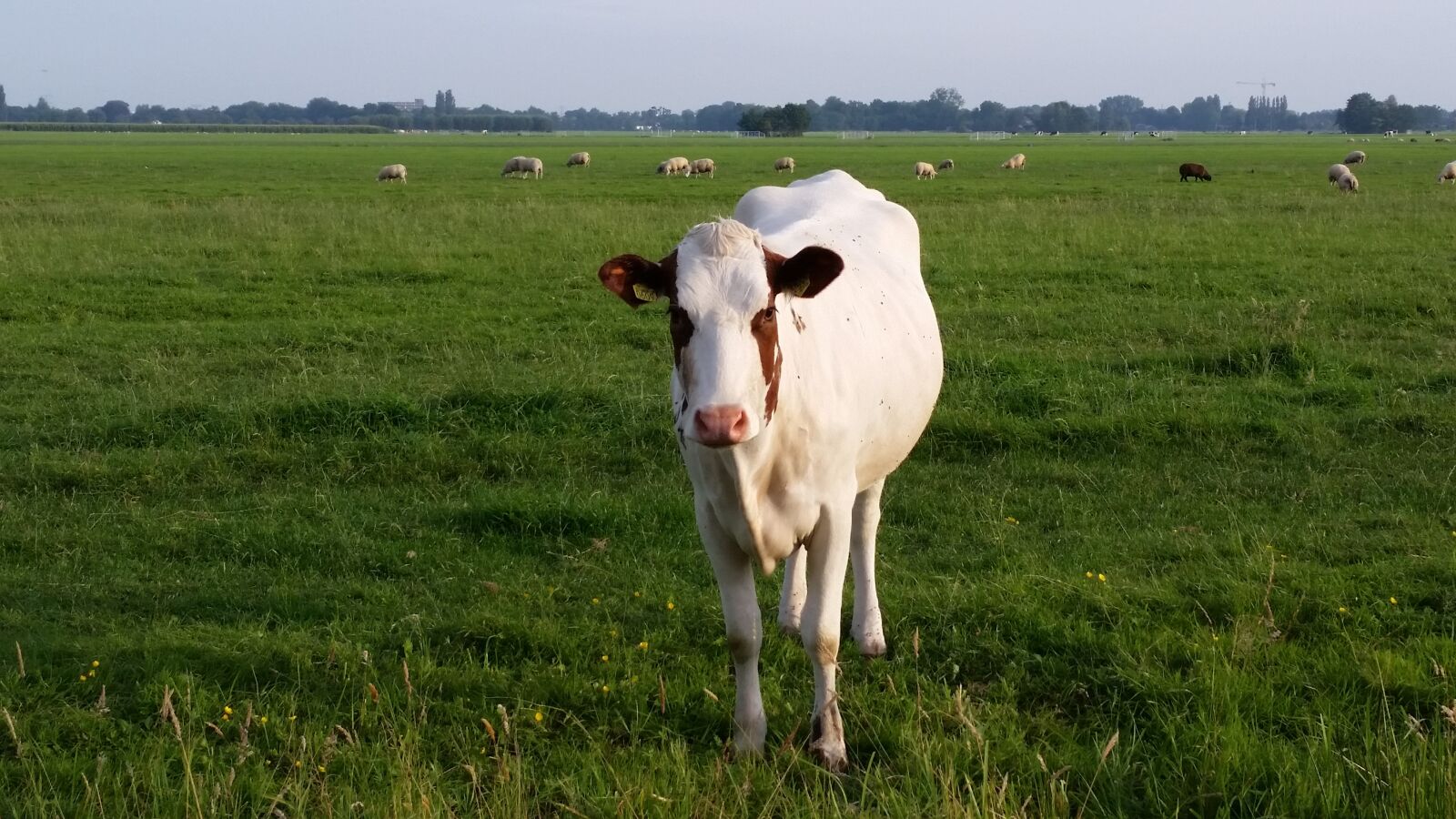 Samsung Galaxy S5 sample photo. Cow, netherlands, kamerik photography