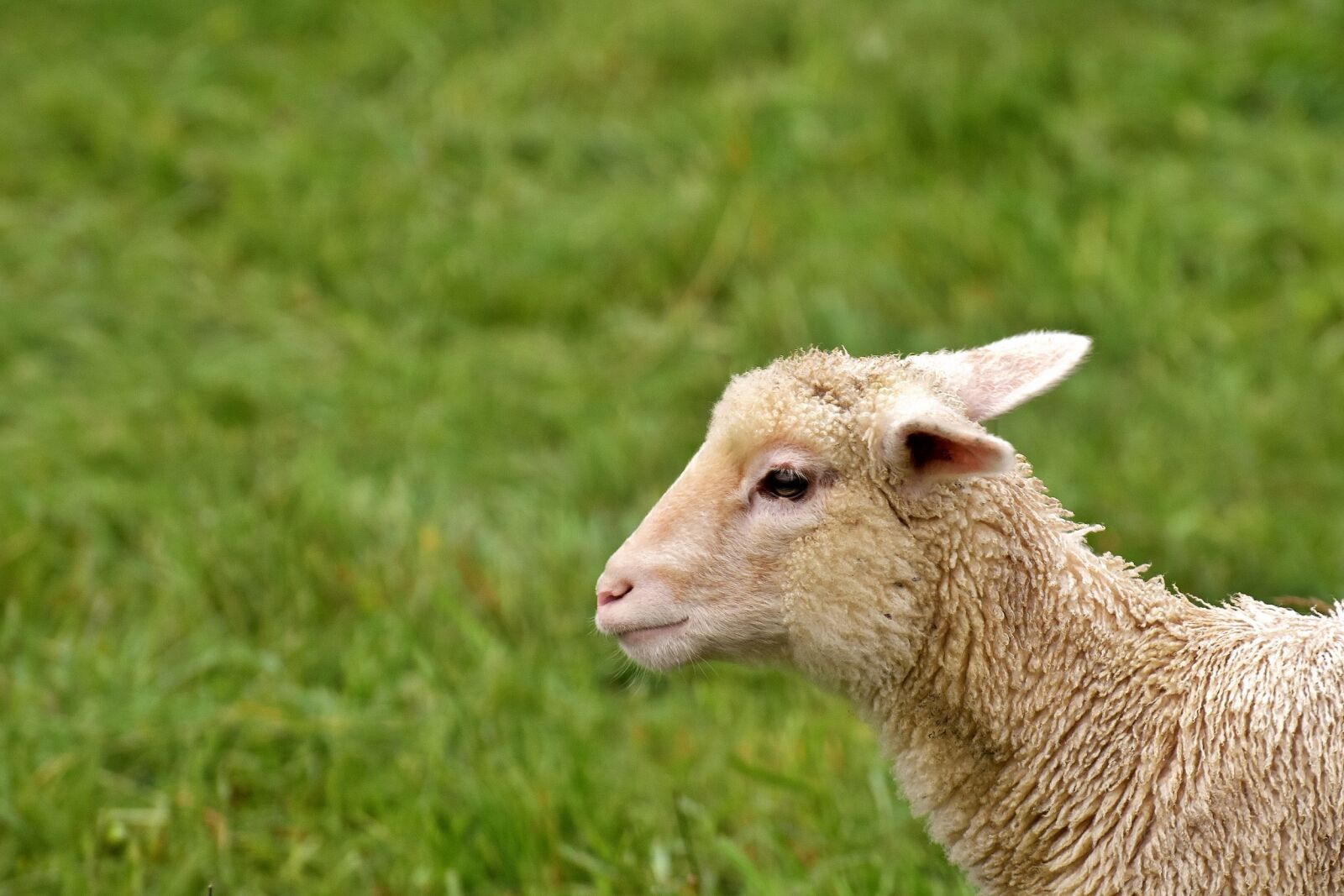 Nikon D7200 sample photo. Lamb, sheep, schäfchen photography
