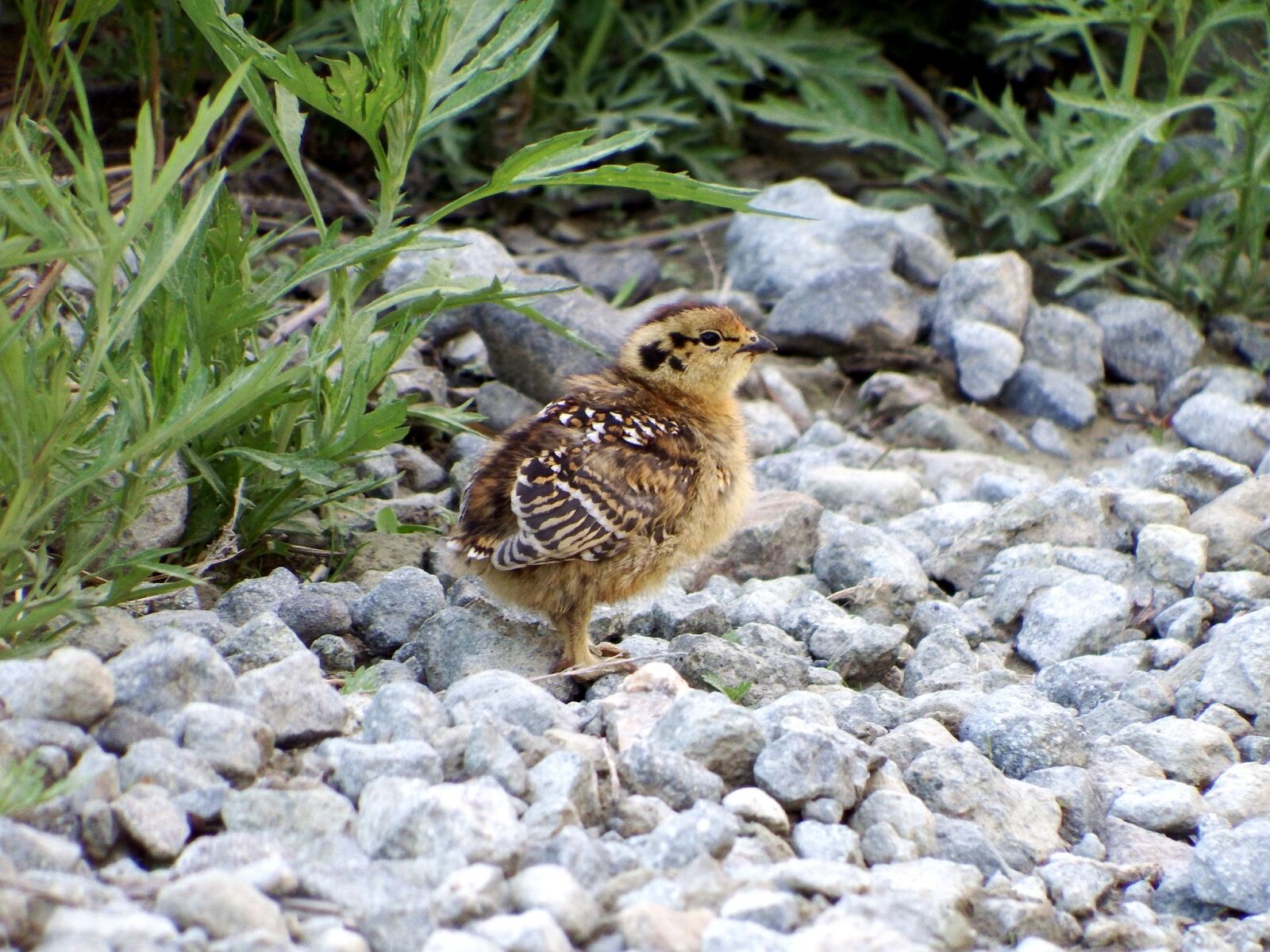Fujifilm FinePix S1 sample photo. Partridge, chicks, road photography