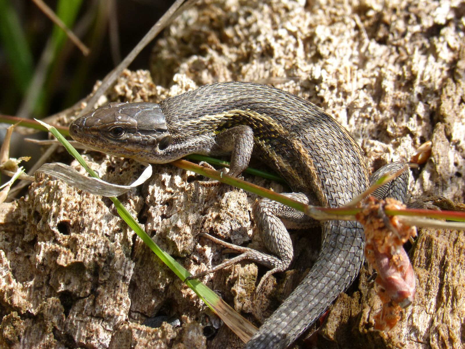 Panasonic DMC-FZ62 sample photo. Lizard, sargantana, reptile photography